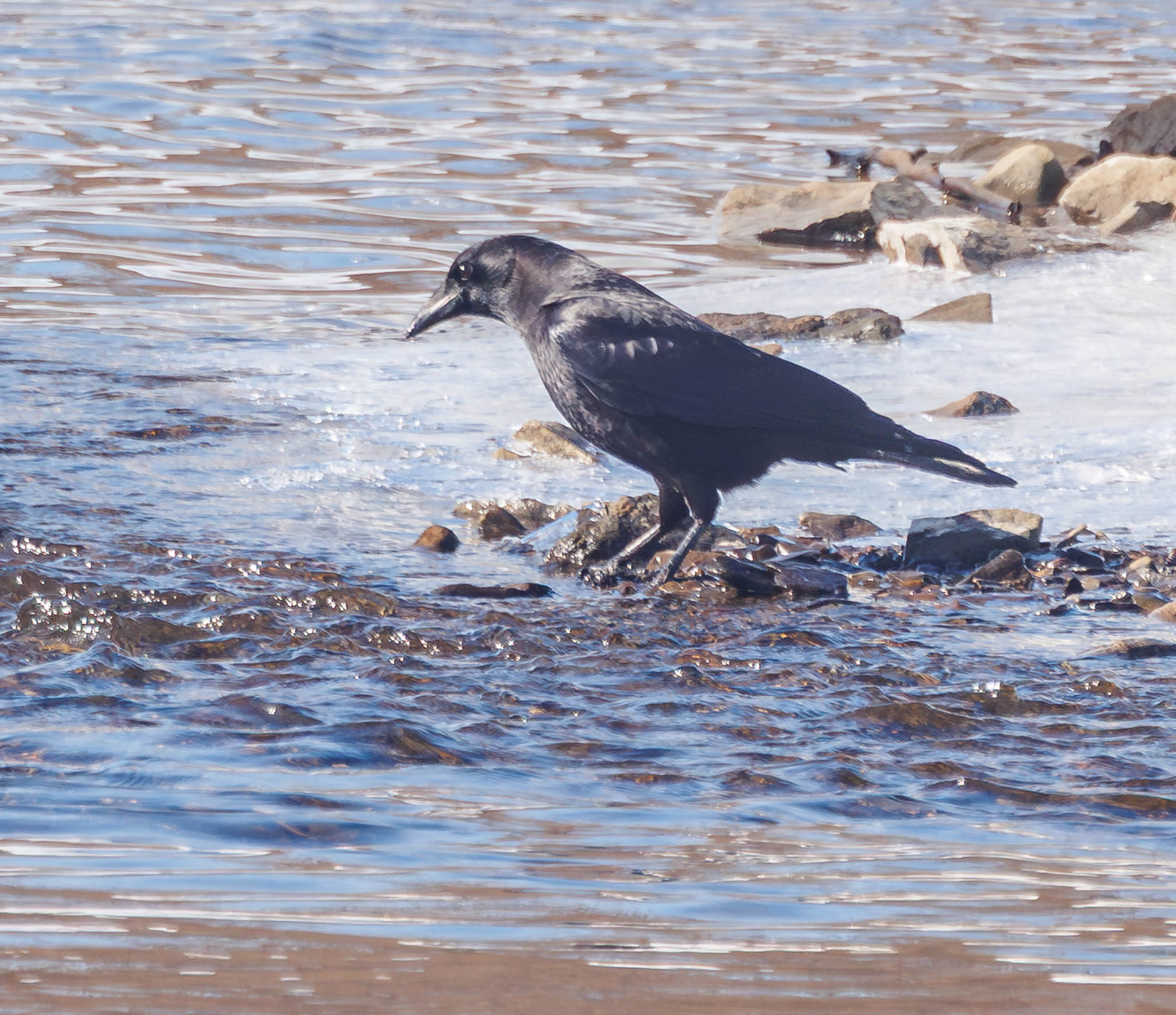 American Crow Problem-Solving on Ice