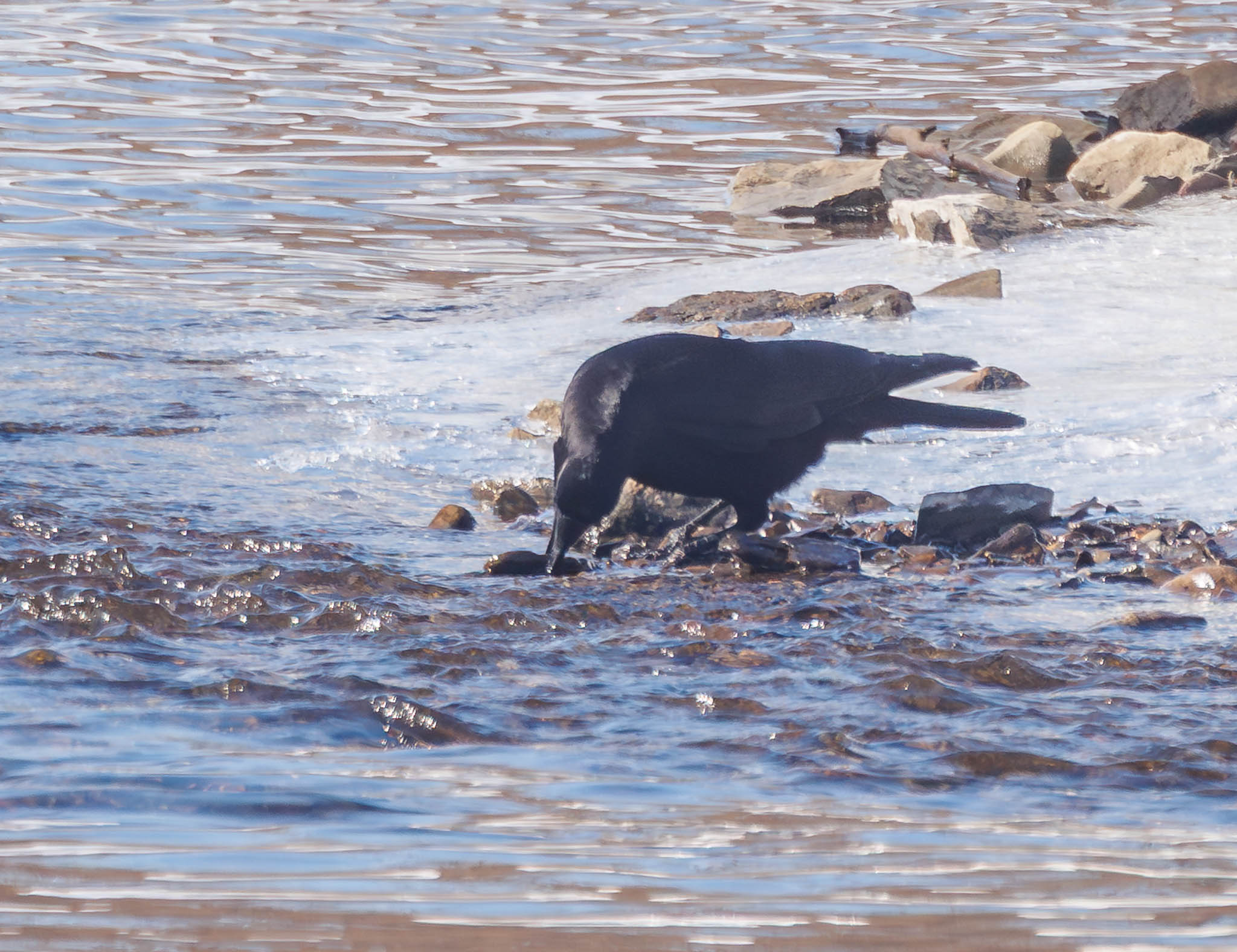 American Crow on ice with rock