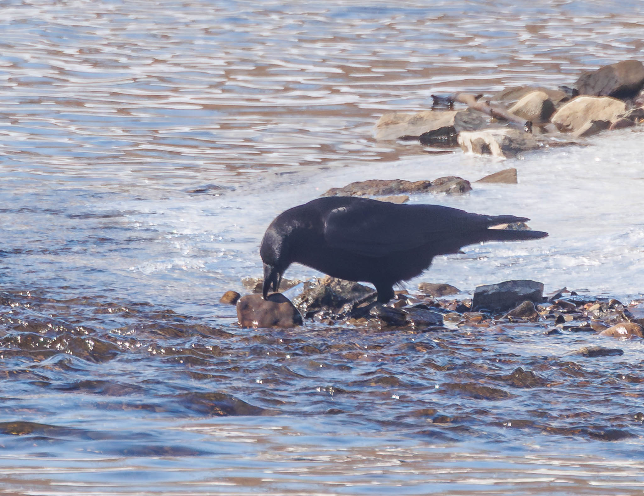 American Crow flipping rock first time