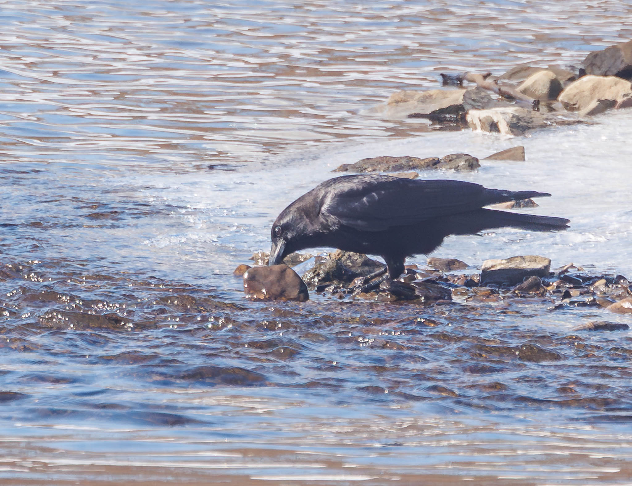 American Crow flipping rock second time