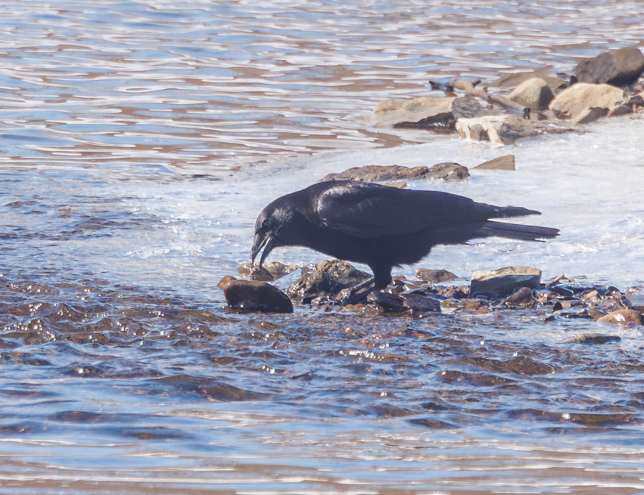American Crow flipping rock third time