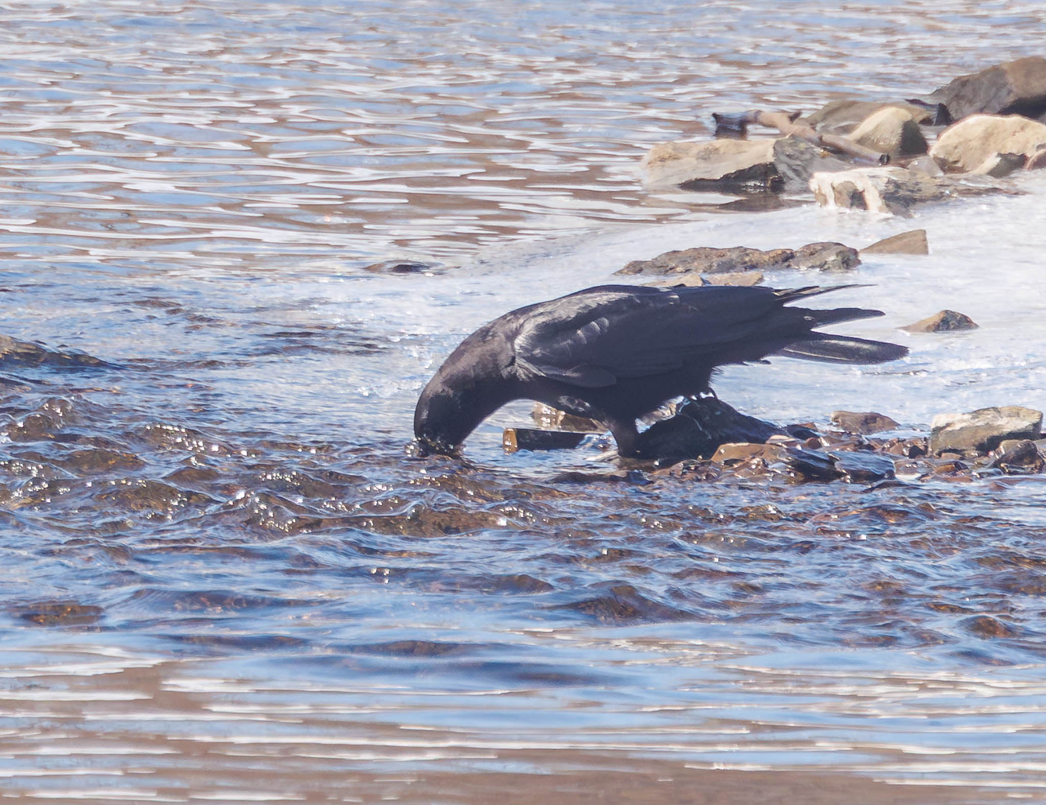 American Crow investigating under rock