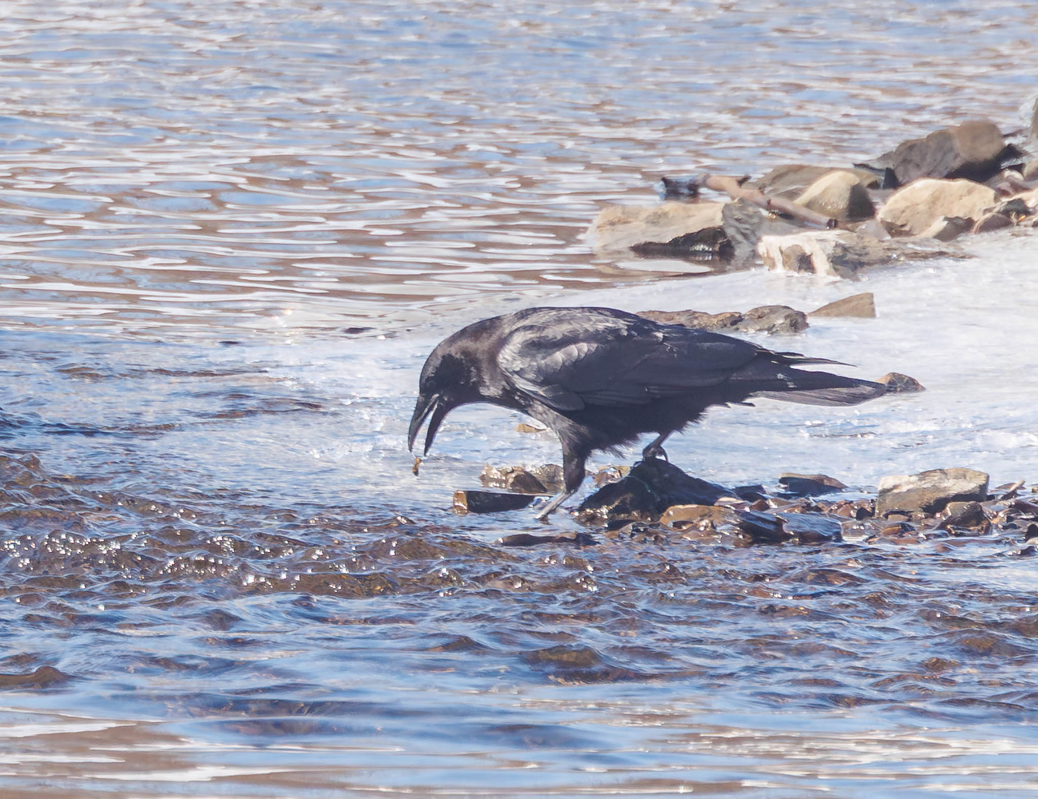 American Crow completing foraging