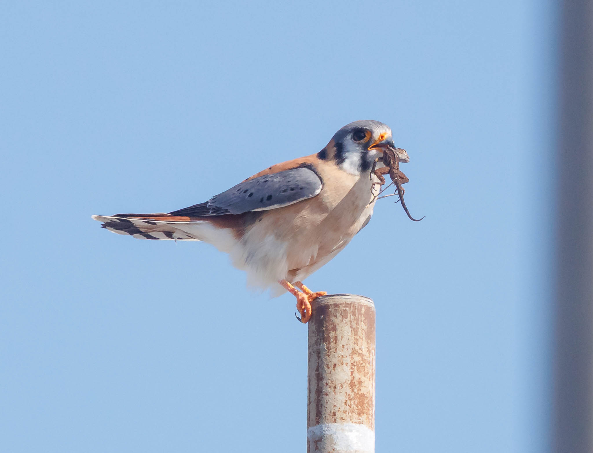 American Kestrel An Unexpected Treat