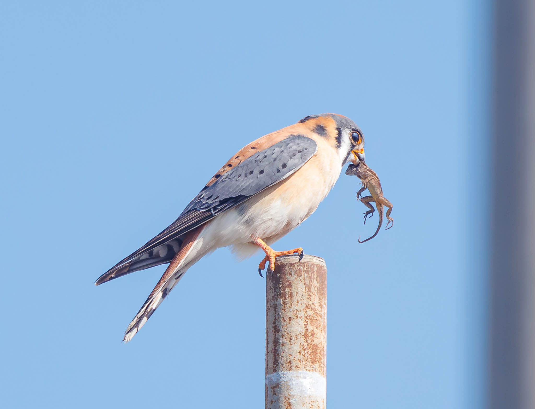 American Kestrel shifting lizard to talon