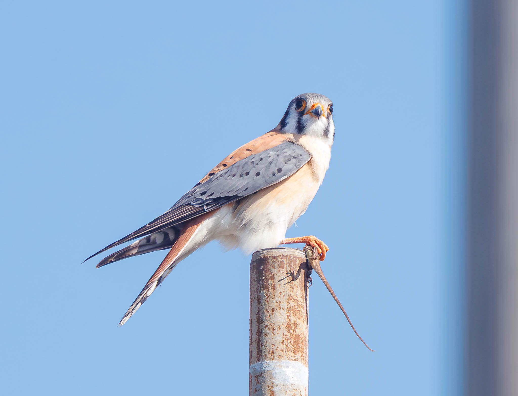 American Kestrel tearing into lizard
