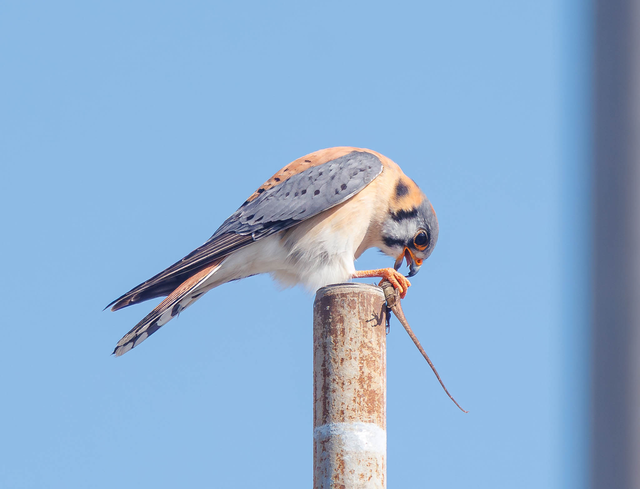 American Kestrel feeding on prey