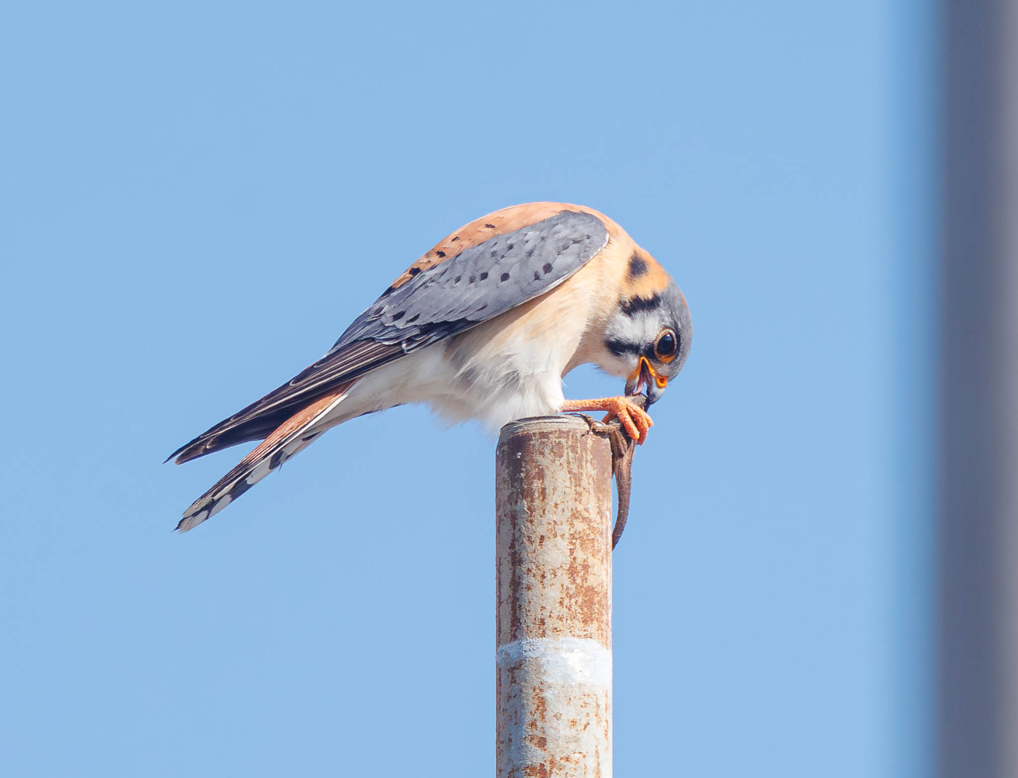 American Kestrel consuming lizard