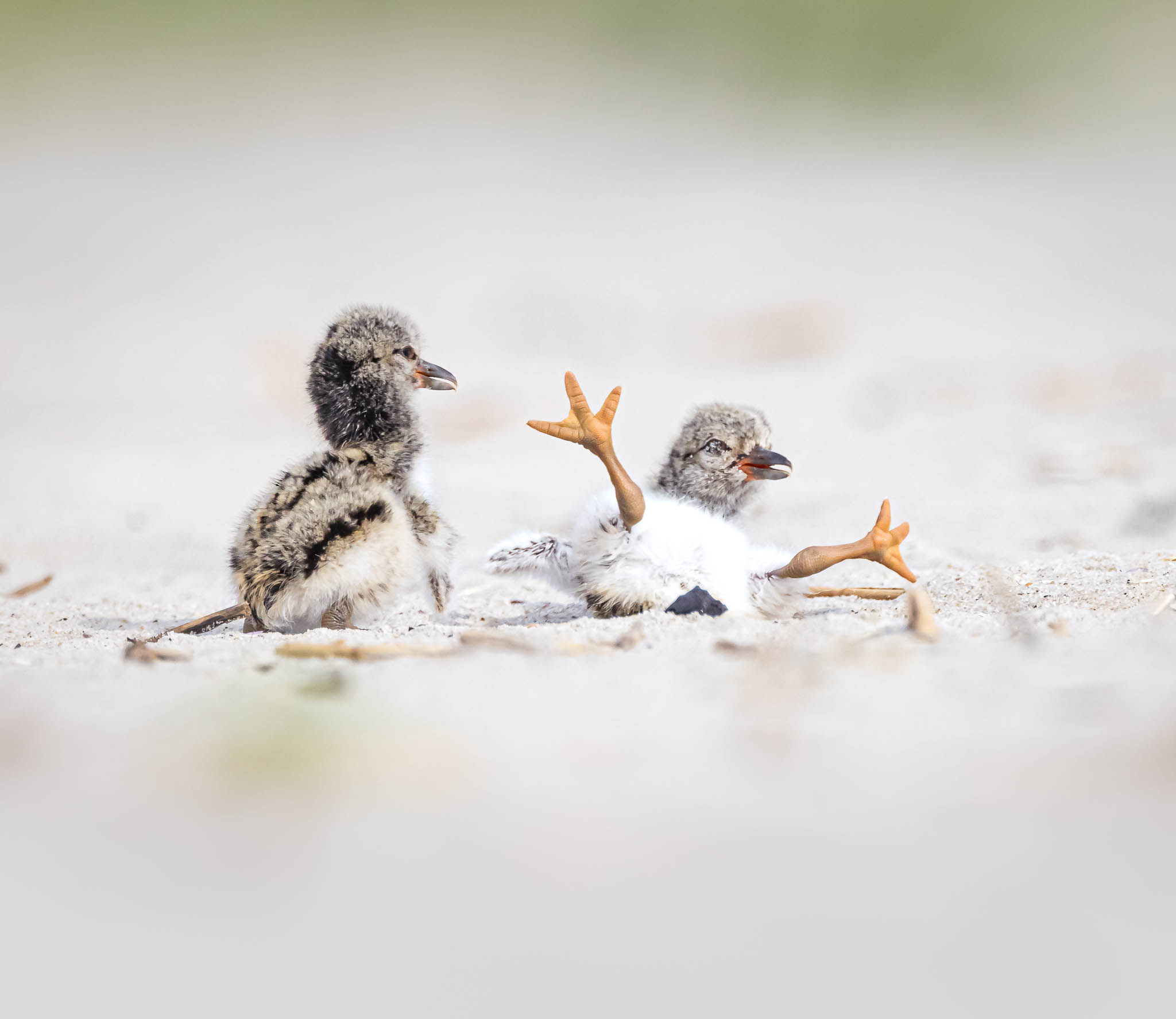 American Oystercatcher chicks newly hatched