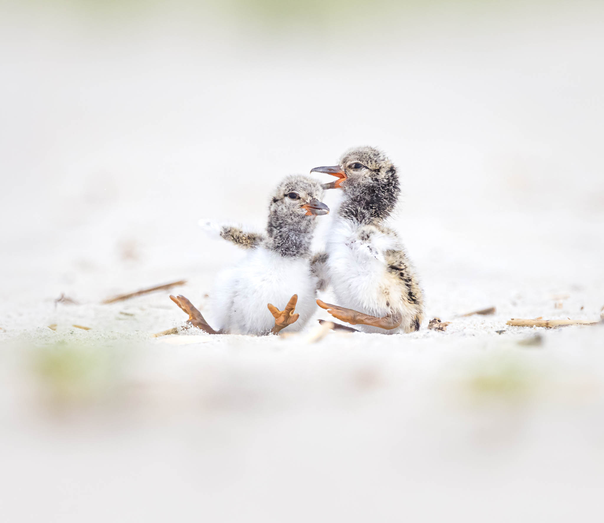 American Oystercatcher chicks playing