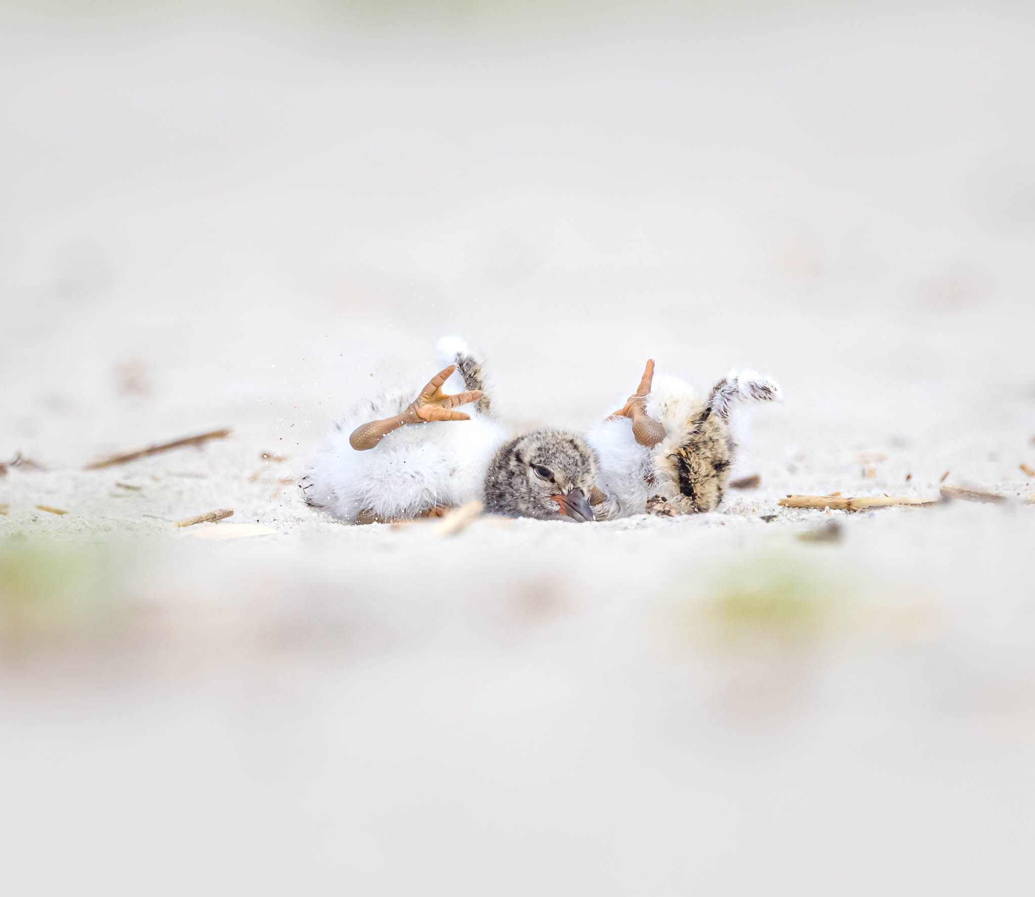 American Oystercatcher chicks sibling interaction
