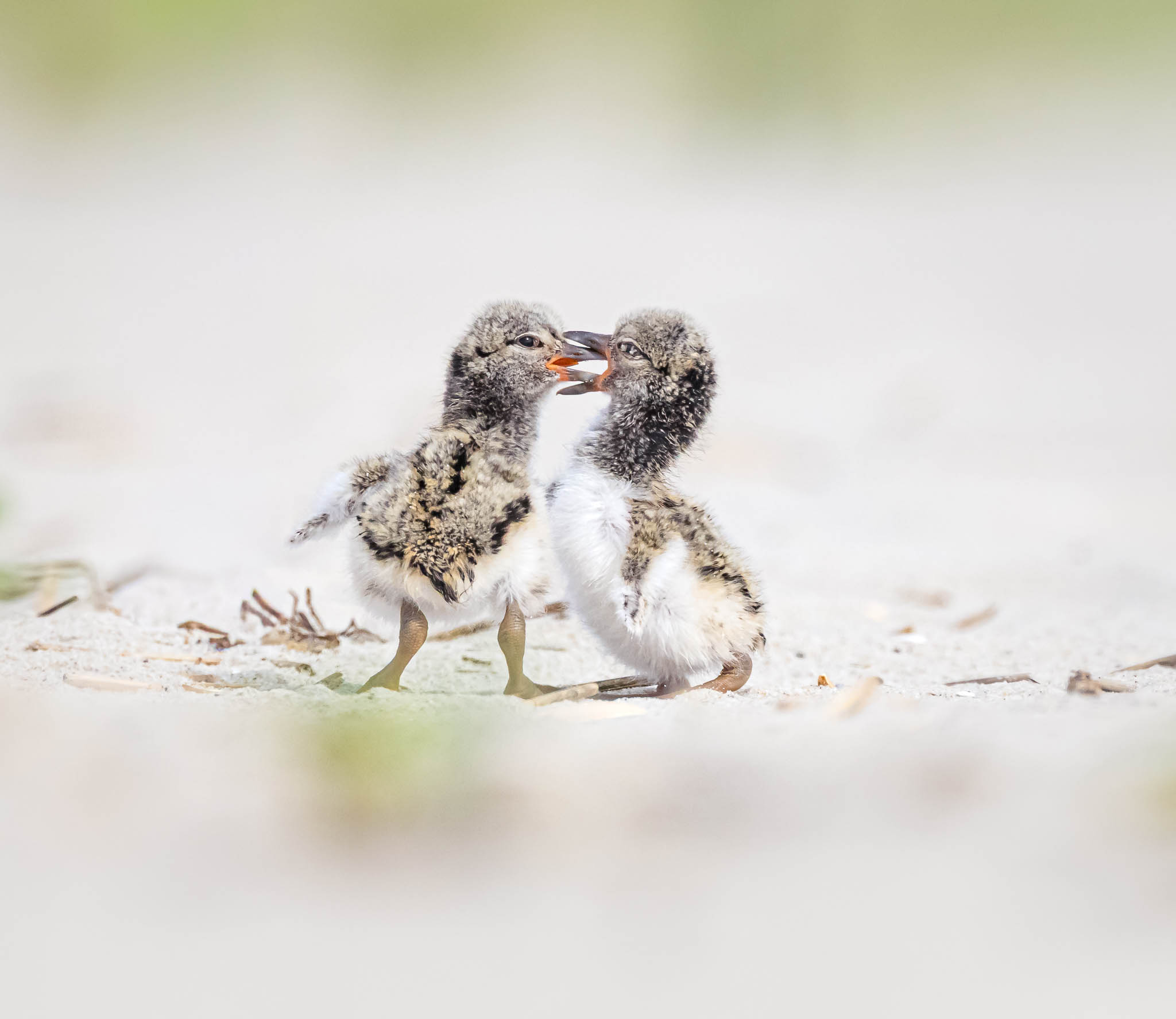 American Oystercatcher chicks exploring