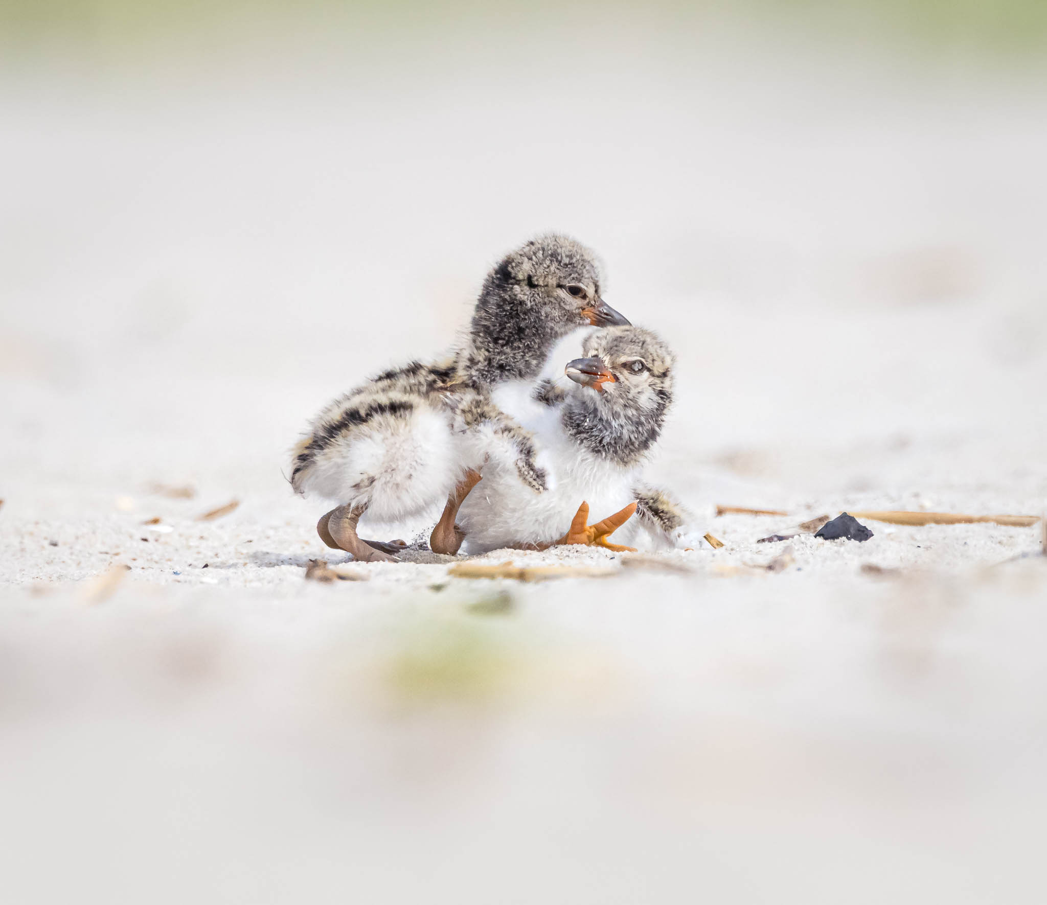 American Oystercatcher chicks resting