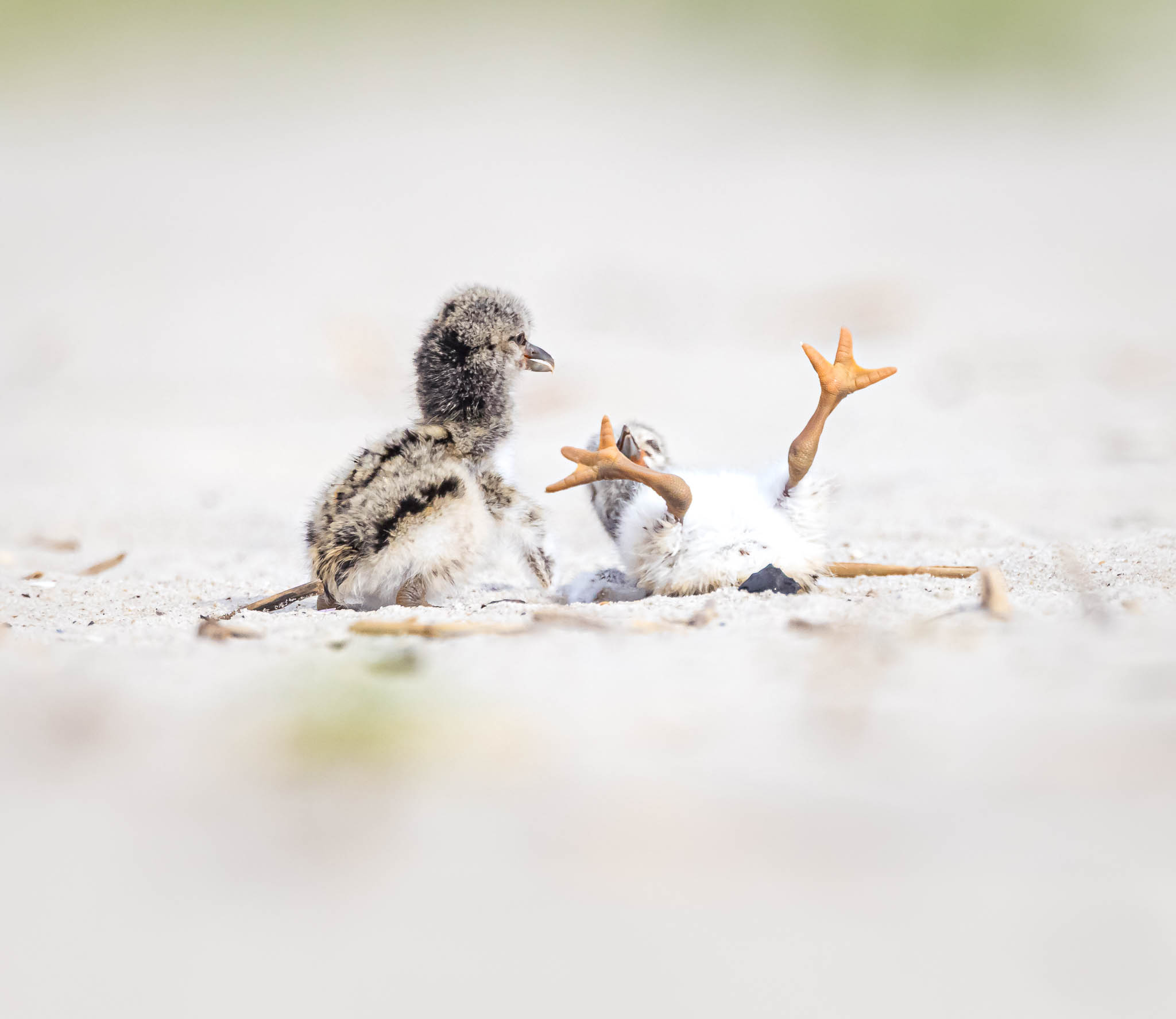 American Oystercatcher adult with chicks