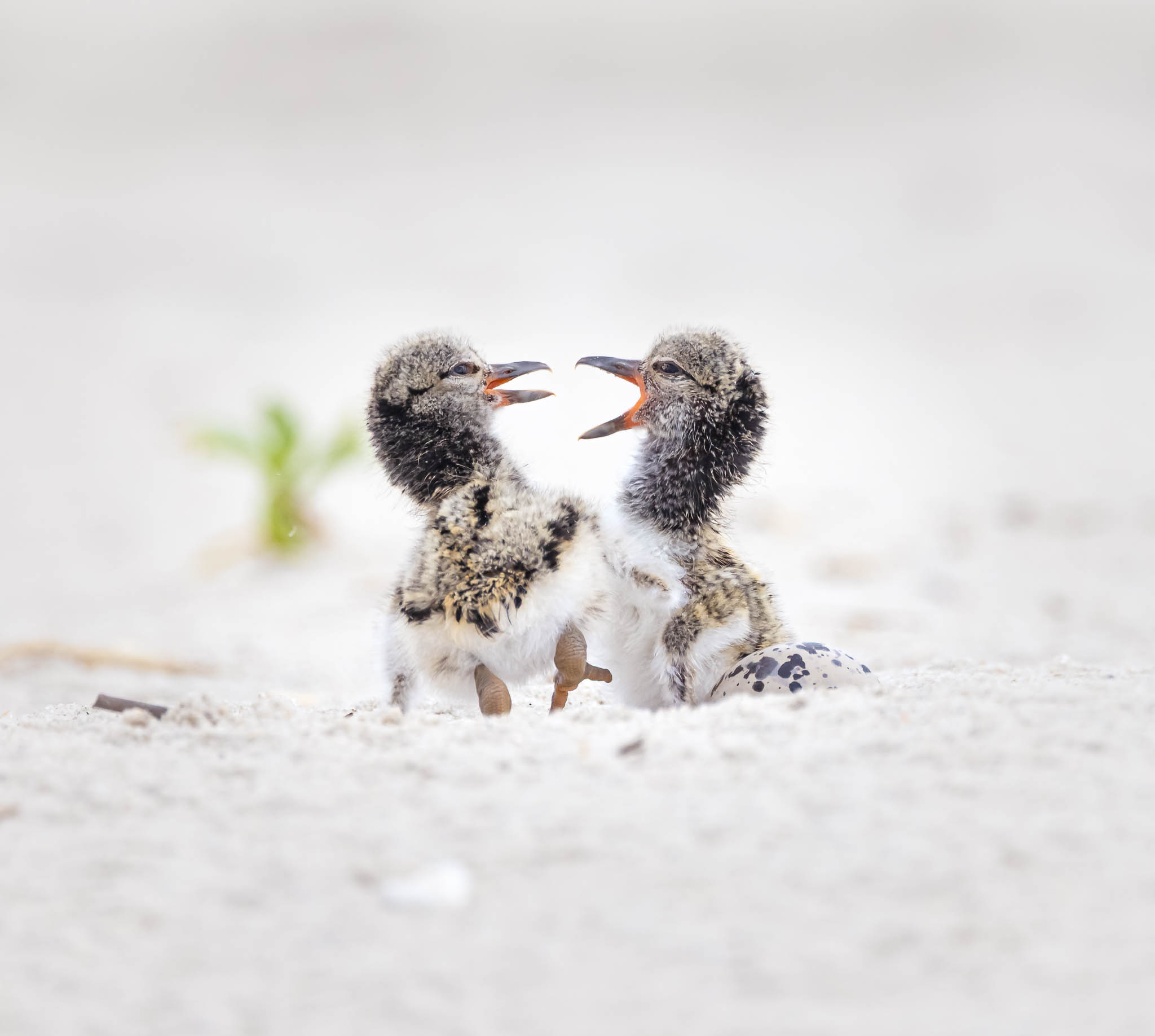 American Oystercatcher Sibling Rivalry