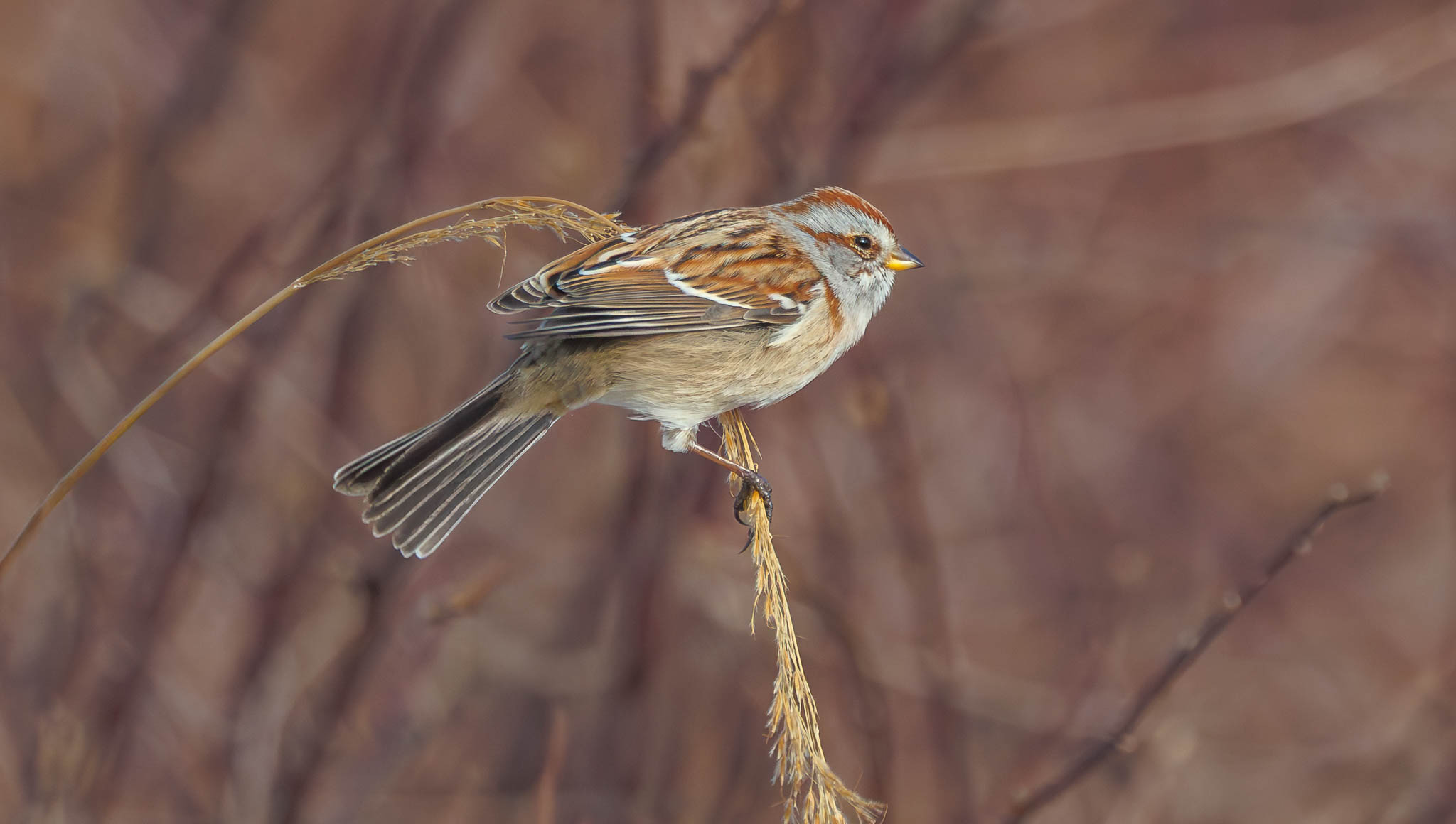 American Tree Sparrow Balancing Act