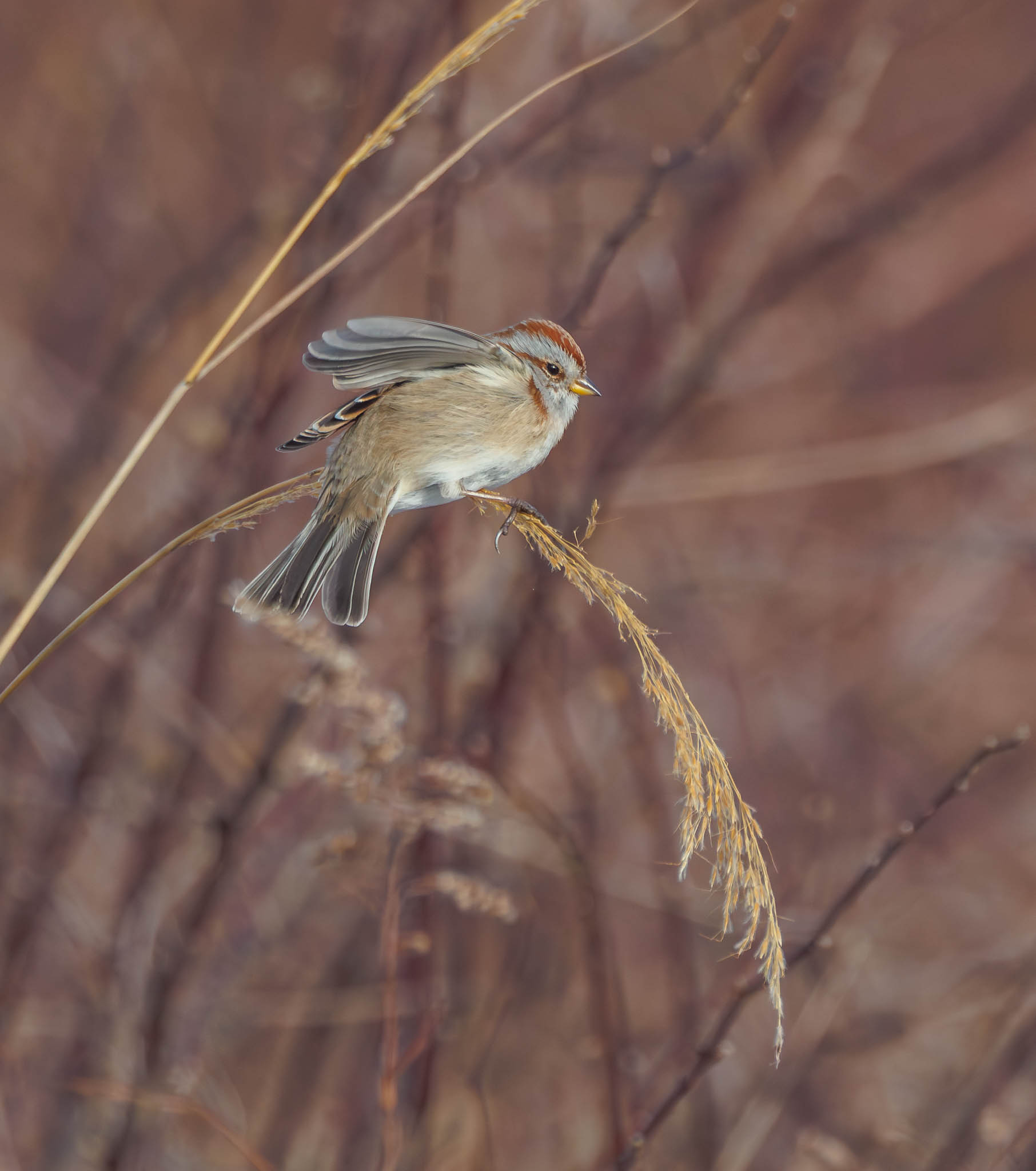 American Tree Sparrow balancing - step 1