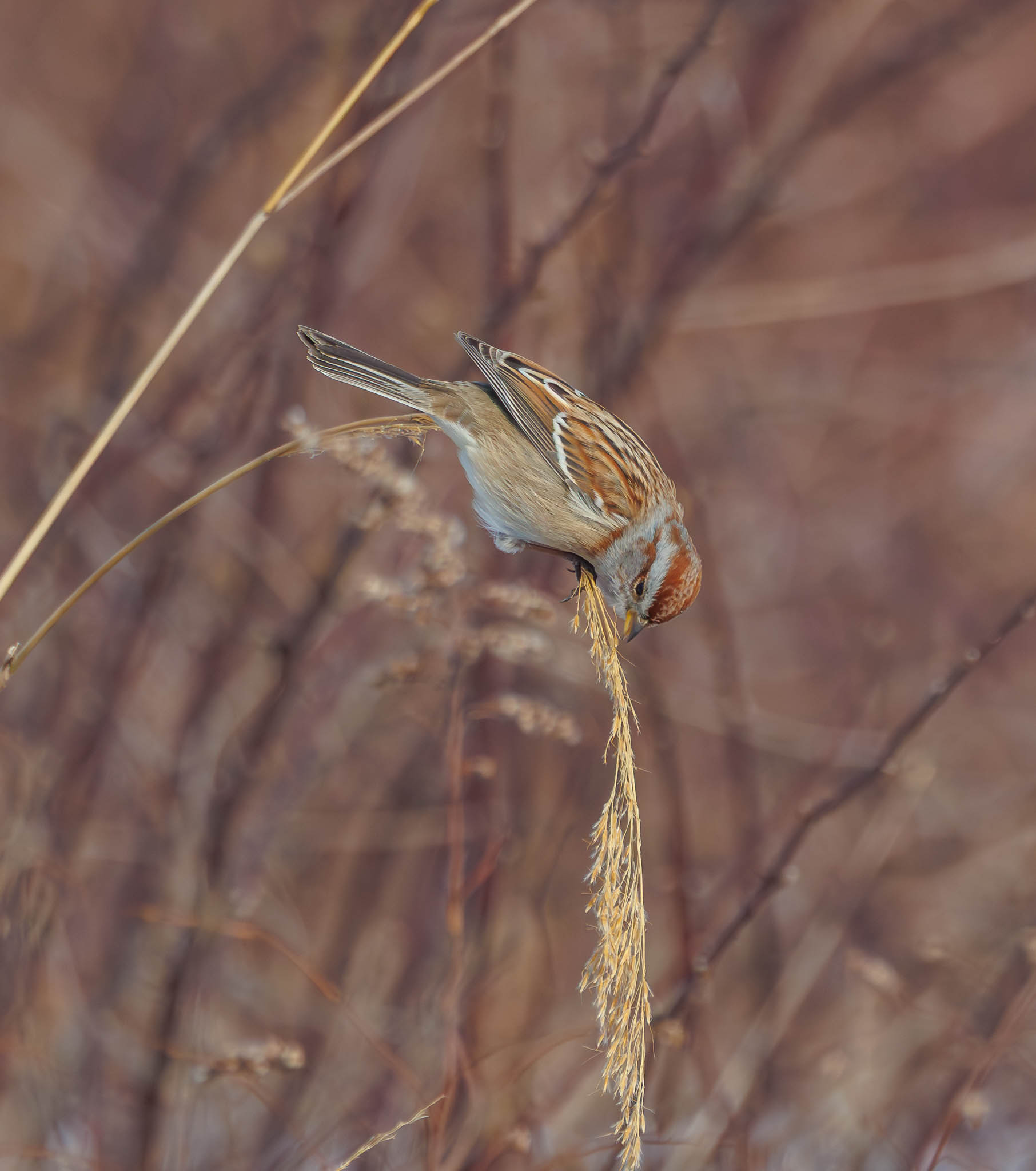 American Tree Sparrow balancing - step 2