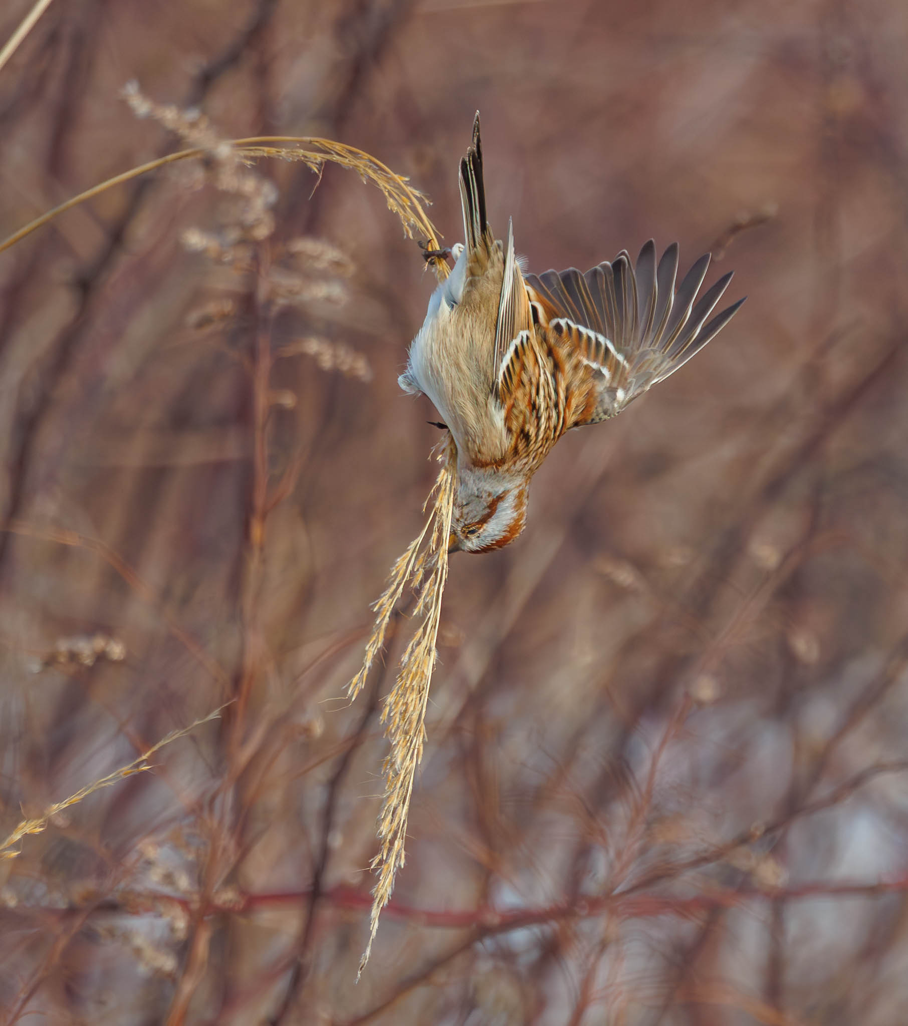 American Tree Sparrow balancing - step 4