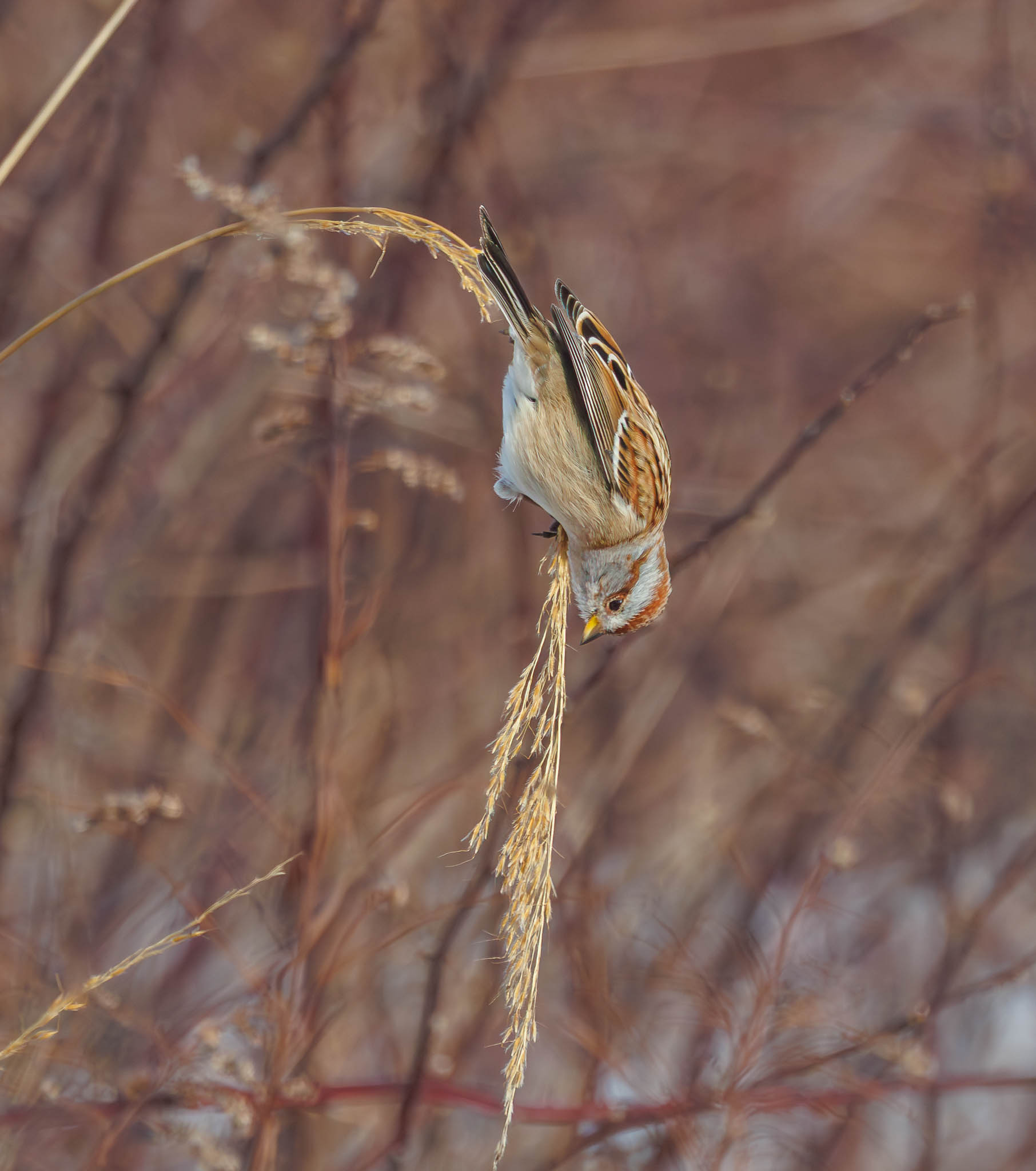 American Tree Sparrow balancing - complete