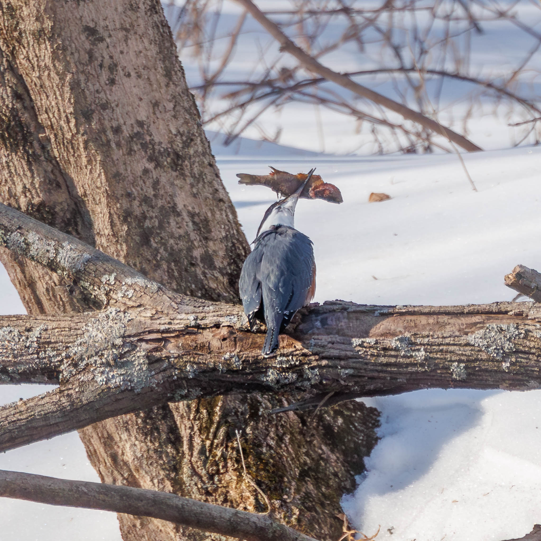 Belted Kingfisher with fish on branch