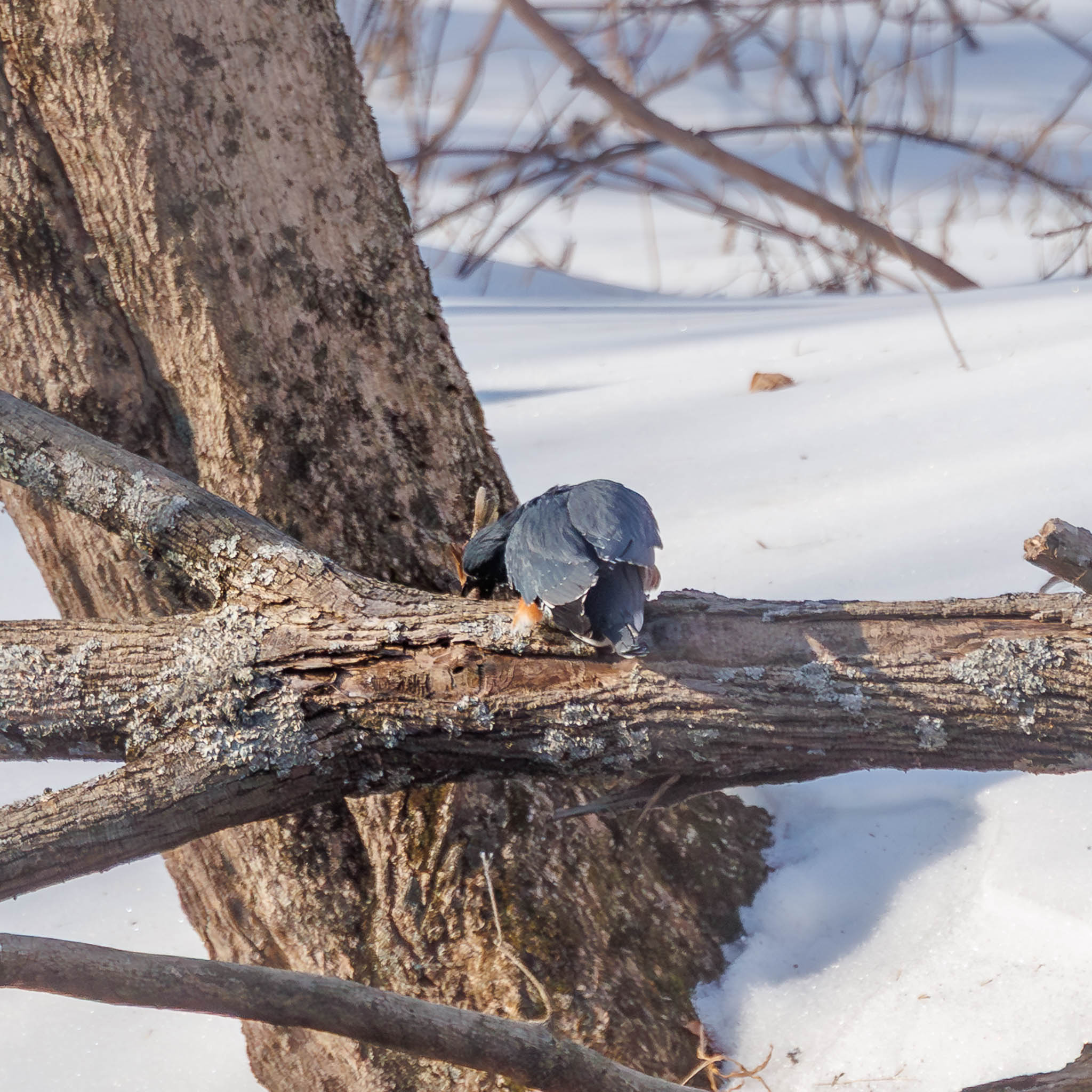 Belted Kingfisher striking fish against branch