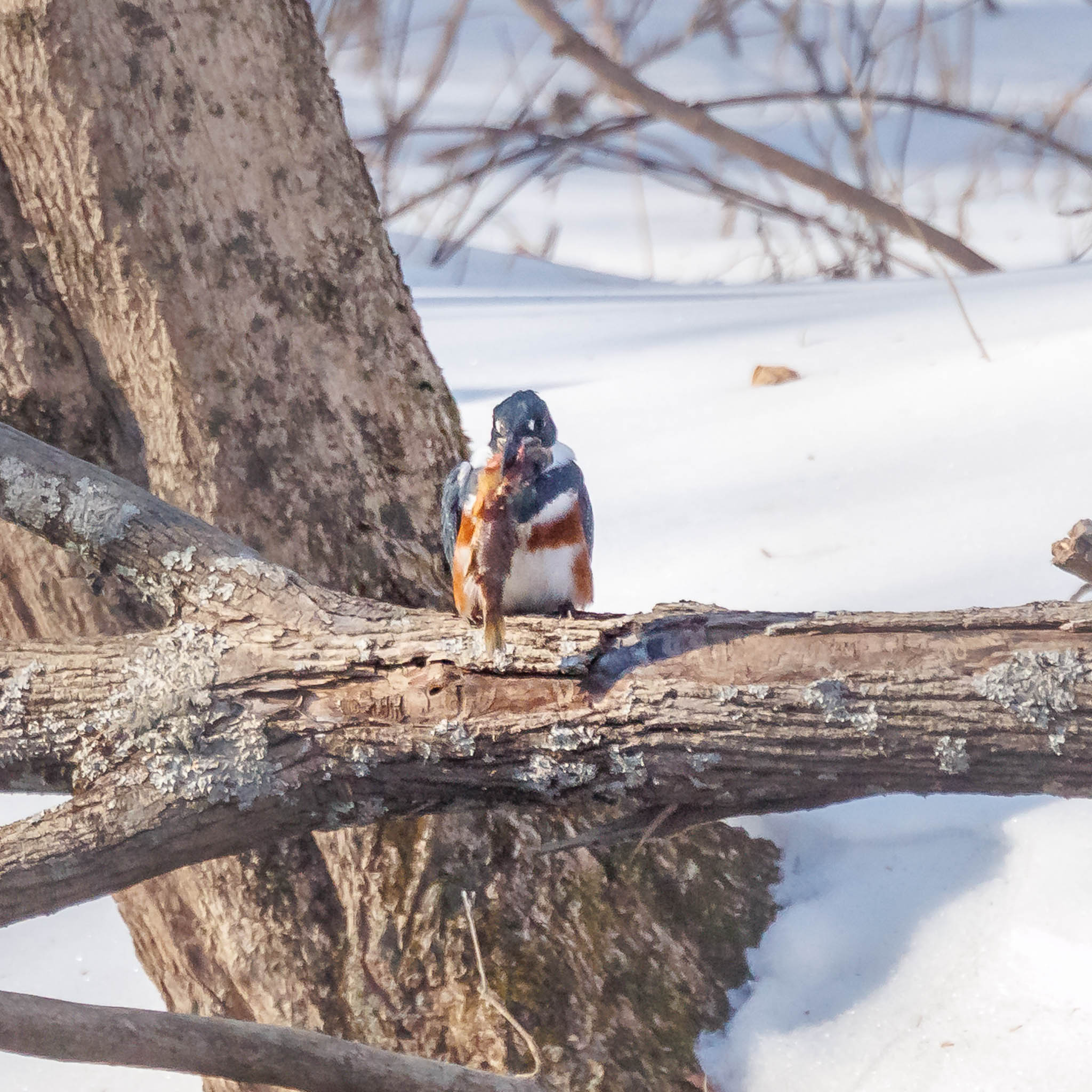 Belted Kingfisher continuing to strike fish
