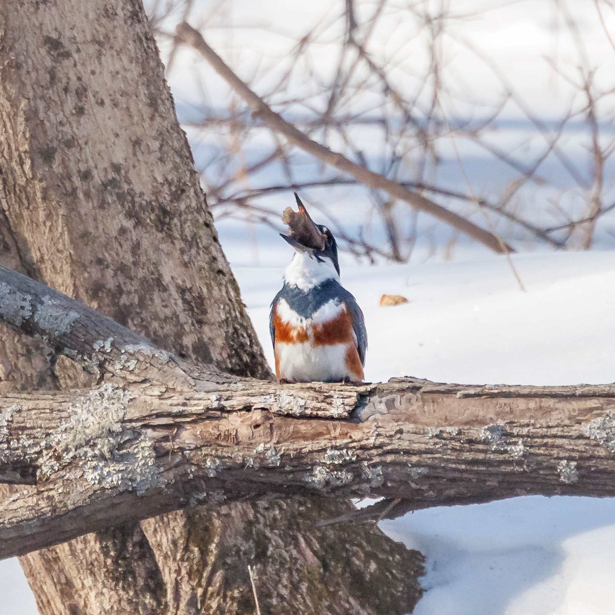 Belted Kingfisher repositioning fish
