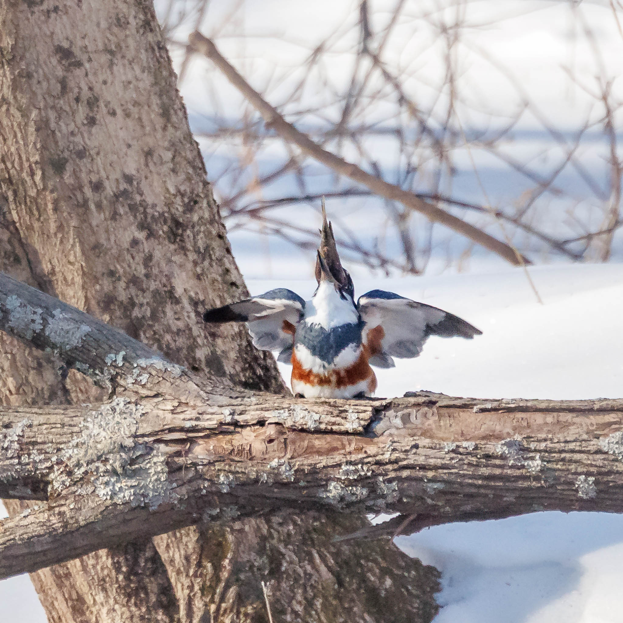 Belted Kingfisher turning fish headfirst