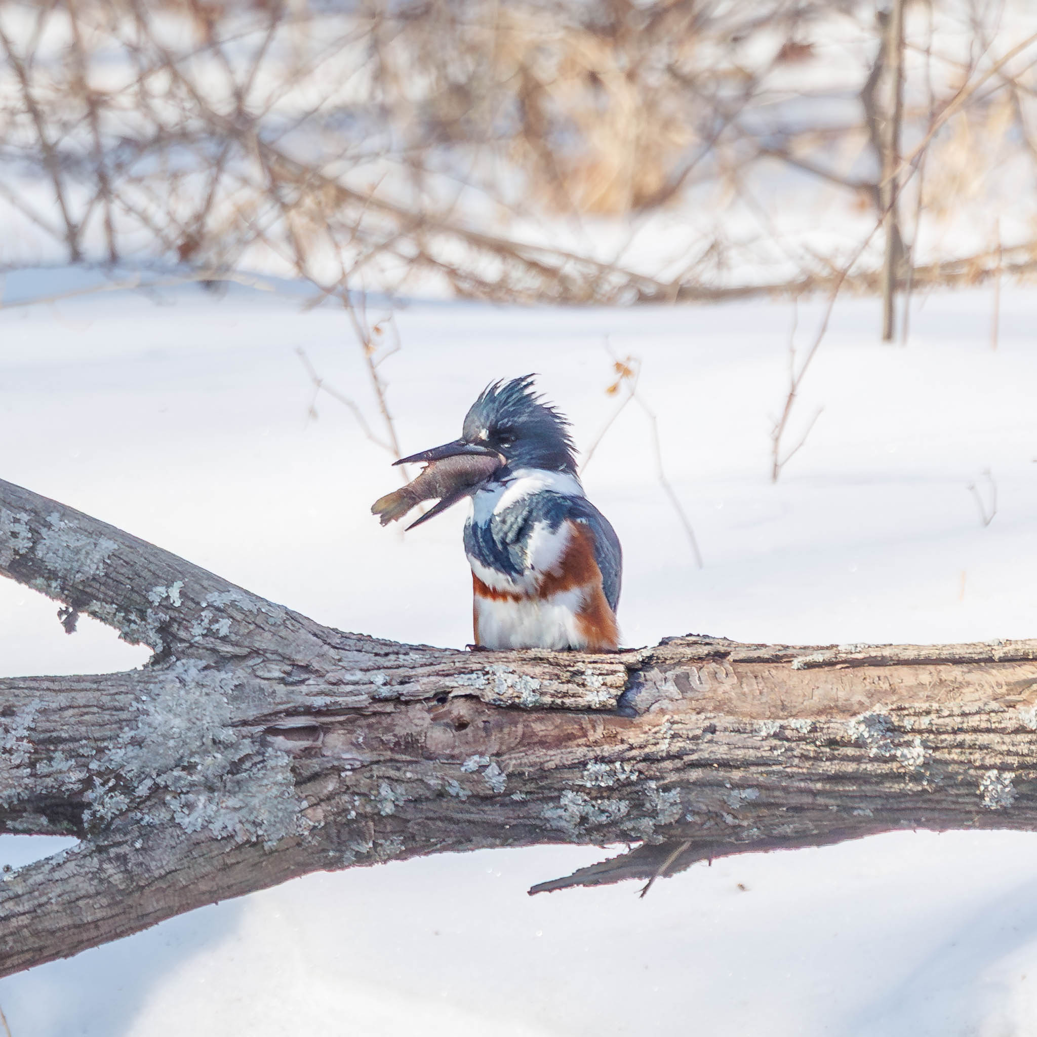 Belted Kingfisher preparing to swallow