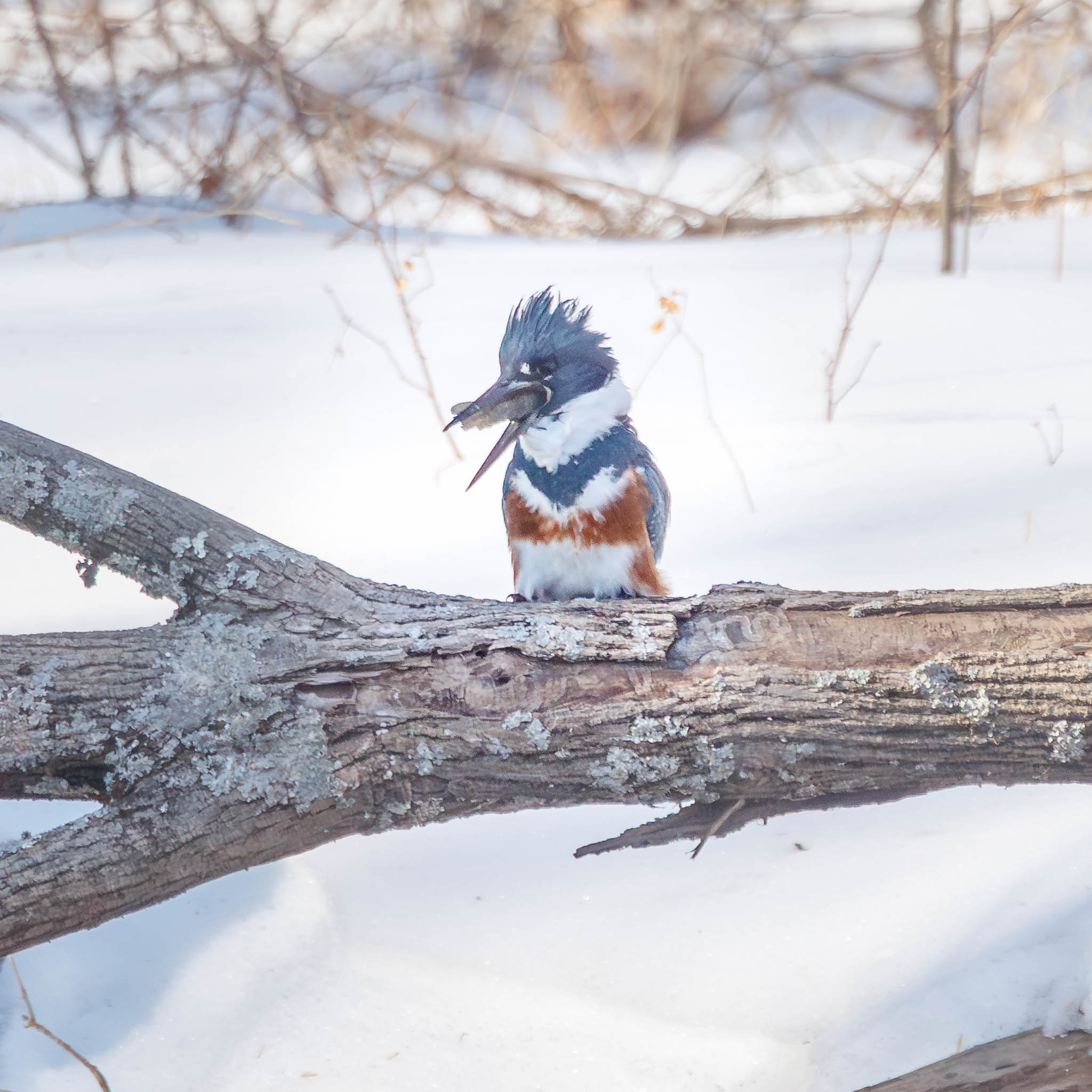 Belted Kingfisher beginning to swallow fish