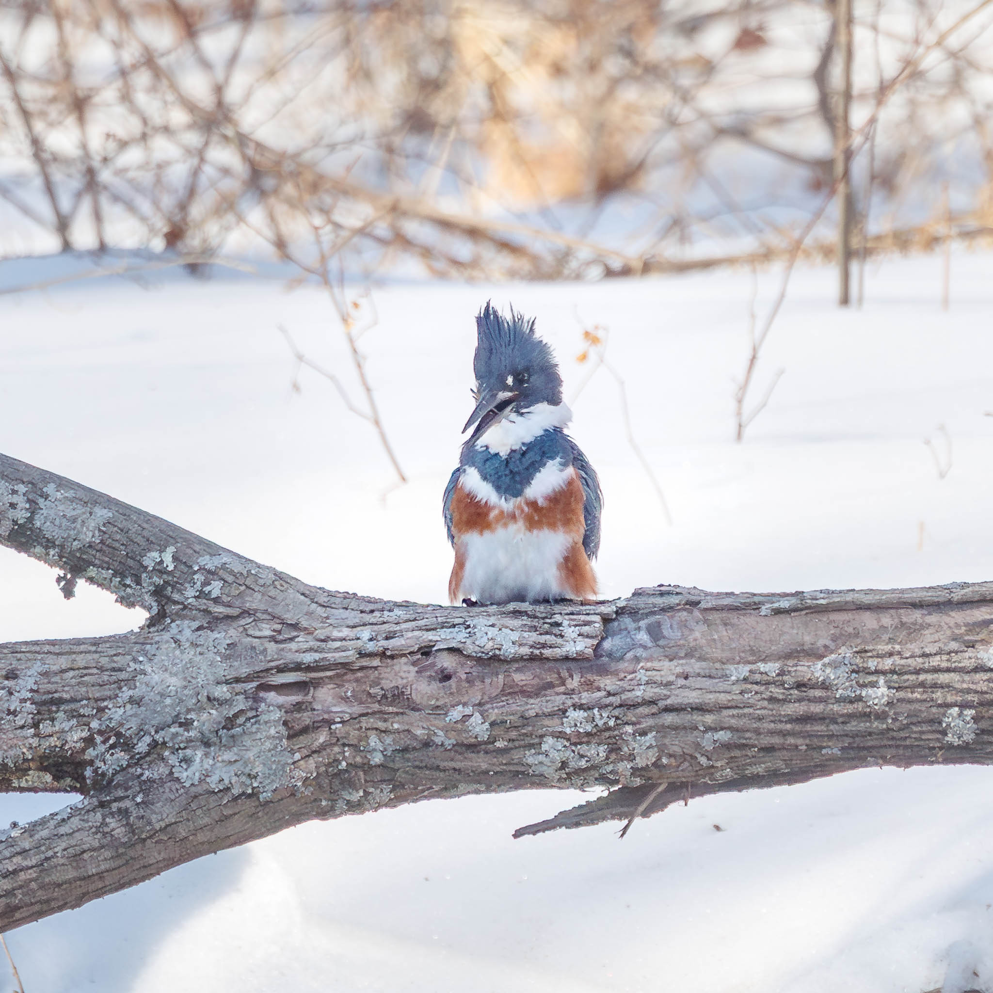 Belted Kingfisher swallowing fish