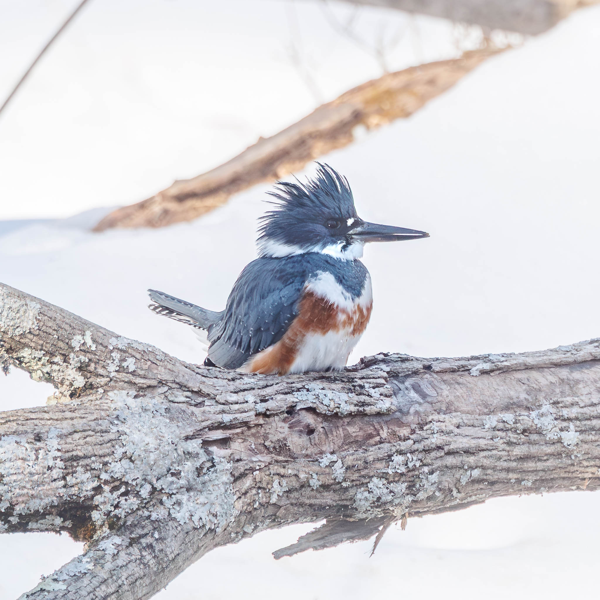 Belted Kingfisher completing the meal