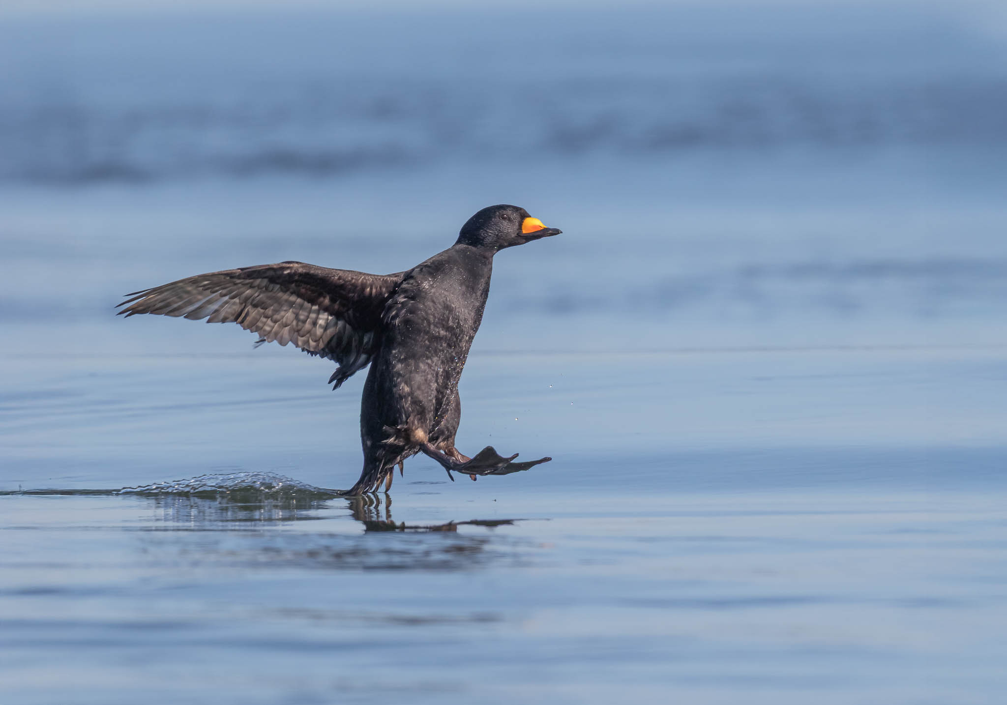 Black Scoter Skimming the Inlet