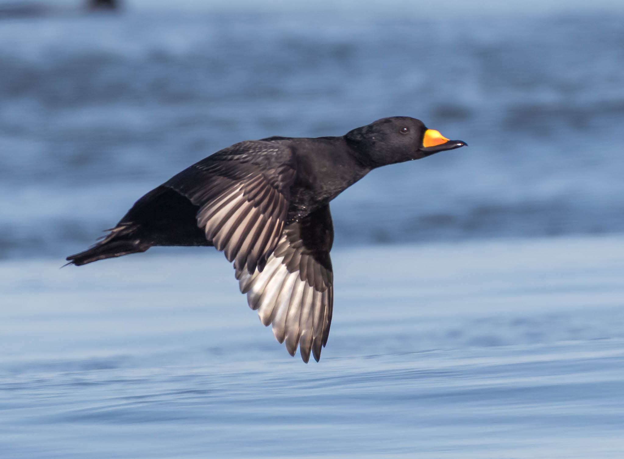 Black Scoter landing sequence - step 1