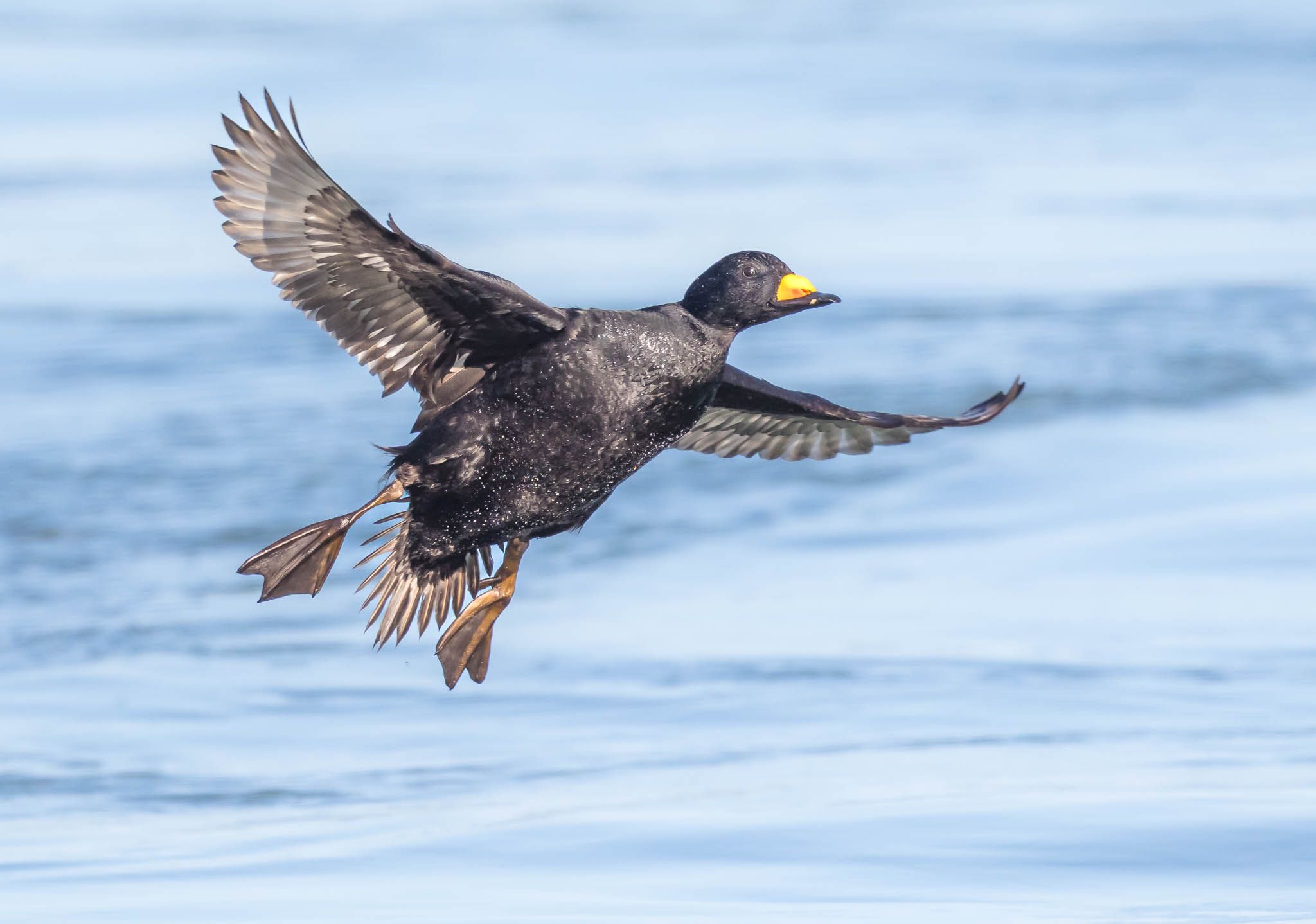 Black Scoter landing sequence - step 2
