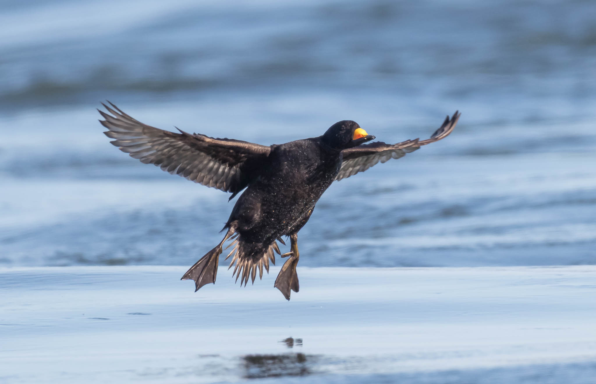Black Scoter landing sequence - step 3