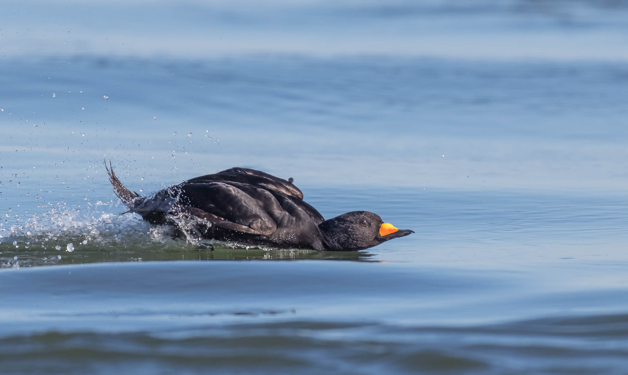 Black Scoter landing sequence - complete