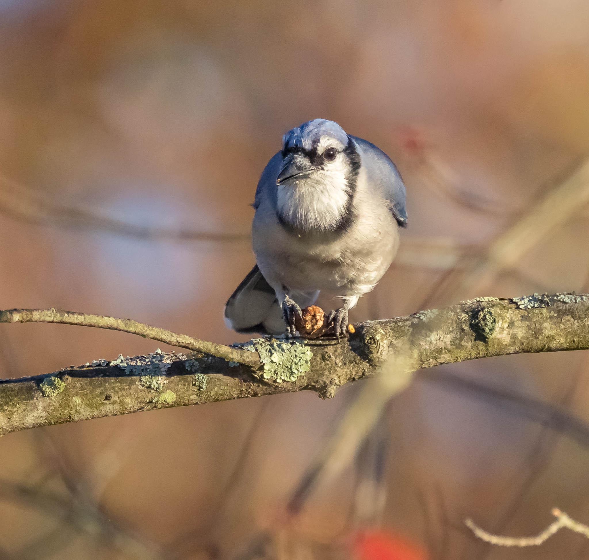 Blue Jay Quiet Morning Careful Meal