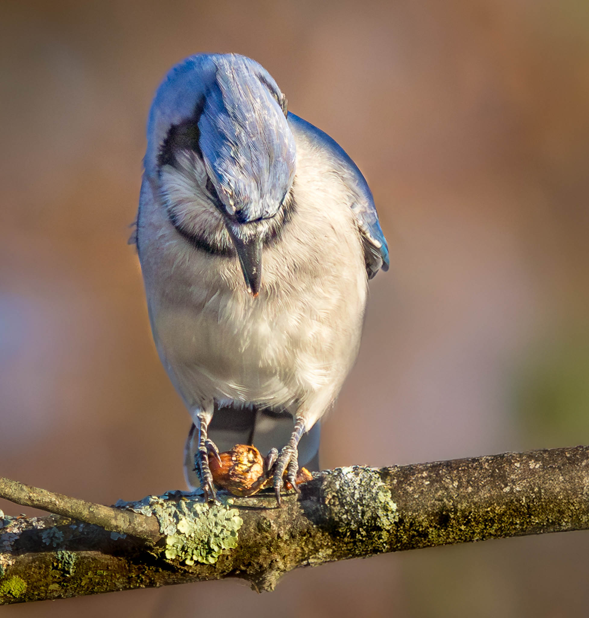 Blue Jay beginning to crack nut