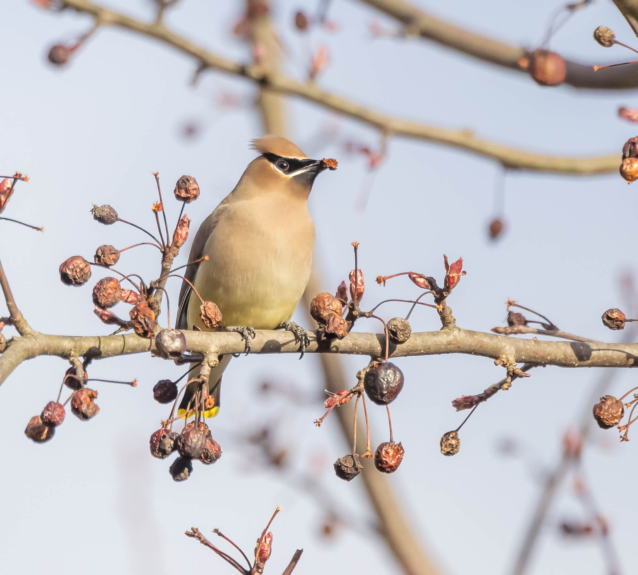 Cedar Waxwings on branch