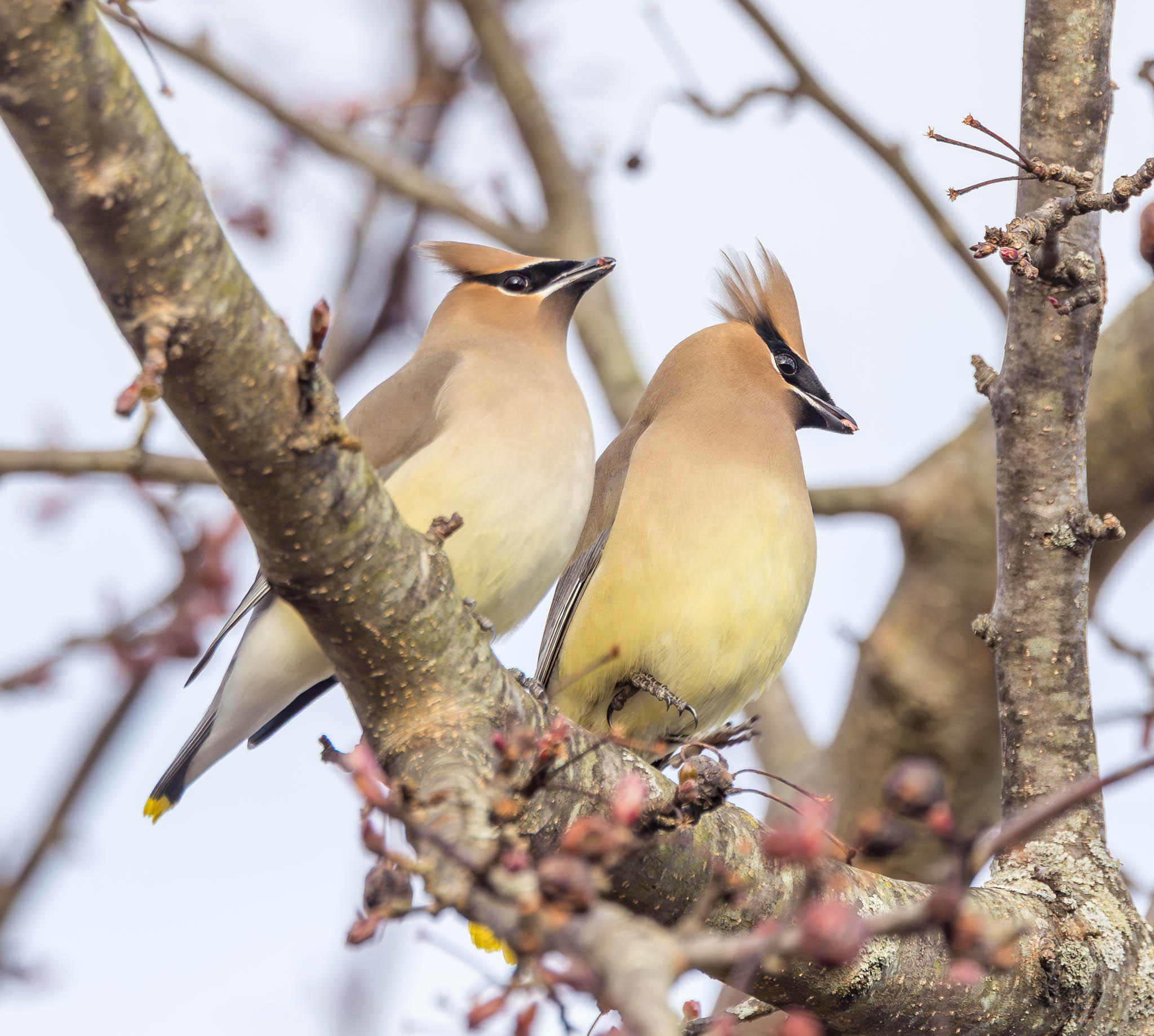 Cedar Waxwings approaching