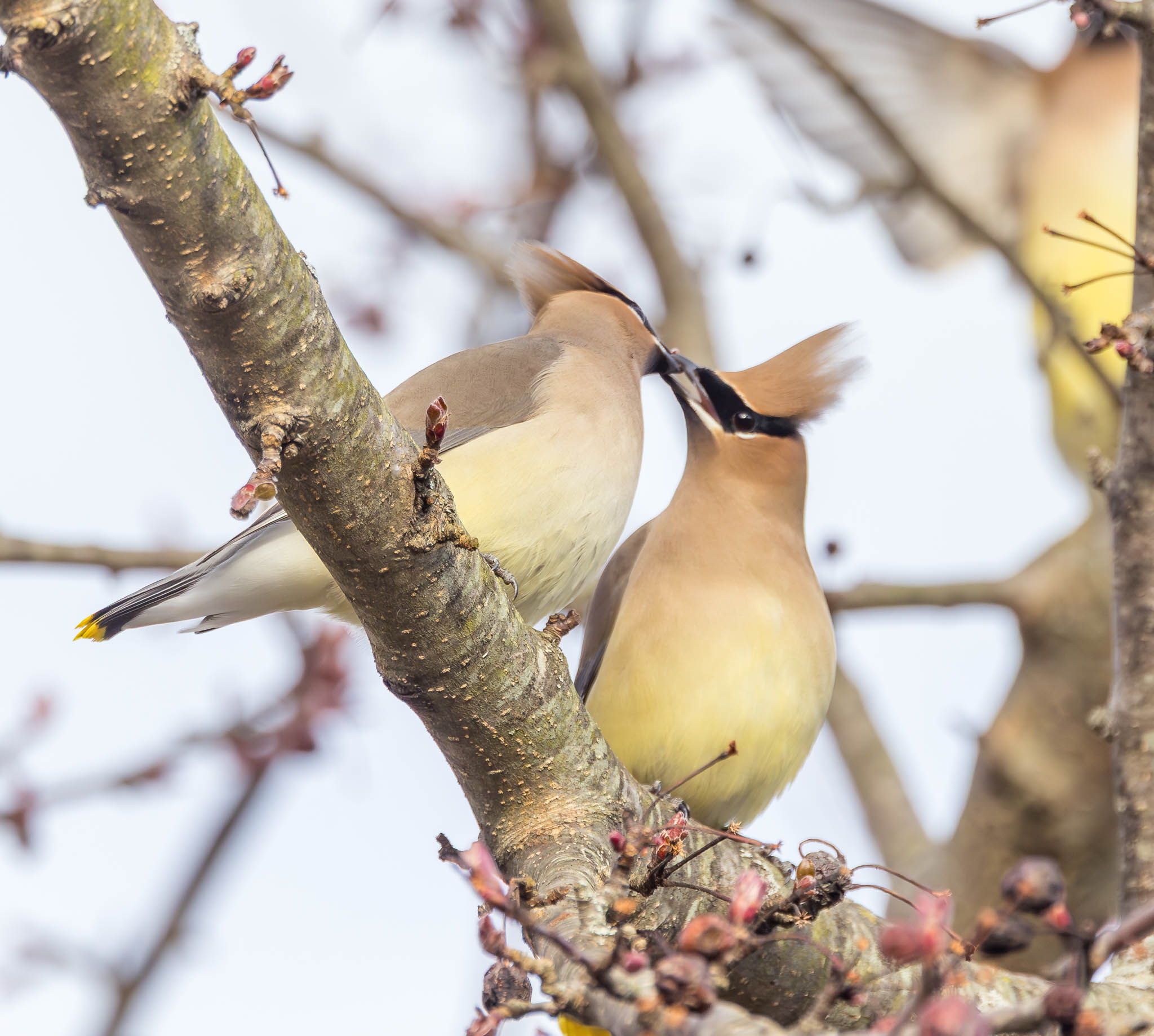 Cedar Waxwings berry exchange