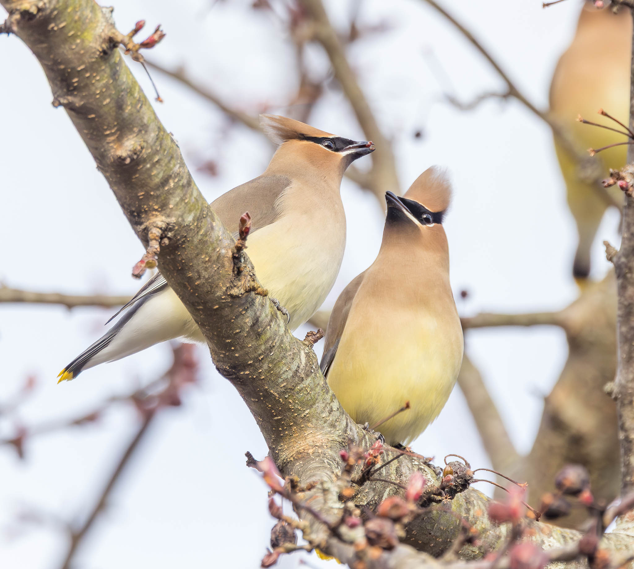 Cedar Waxwings close together