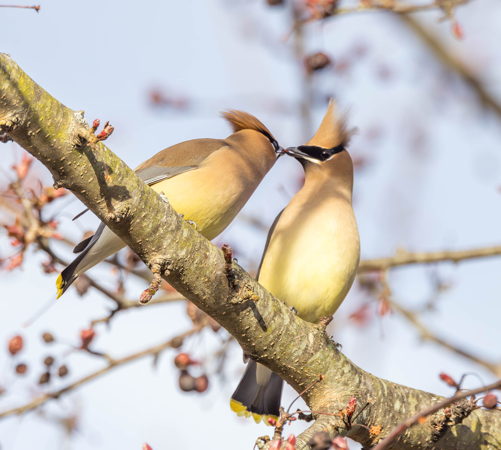 Cedar Waxwings sharing berry