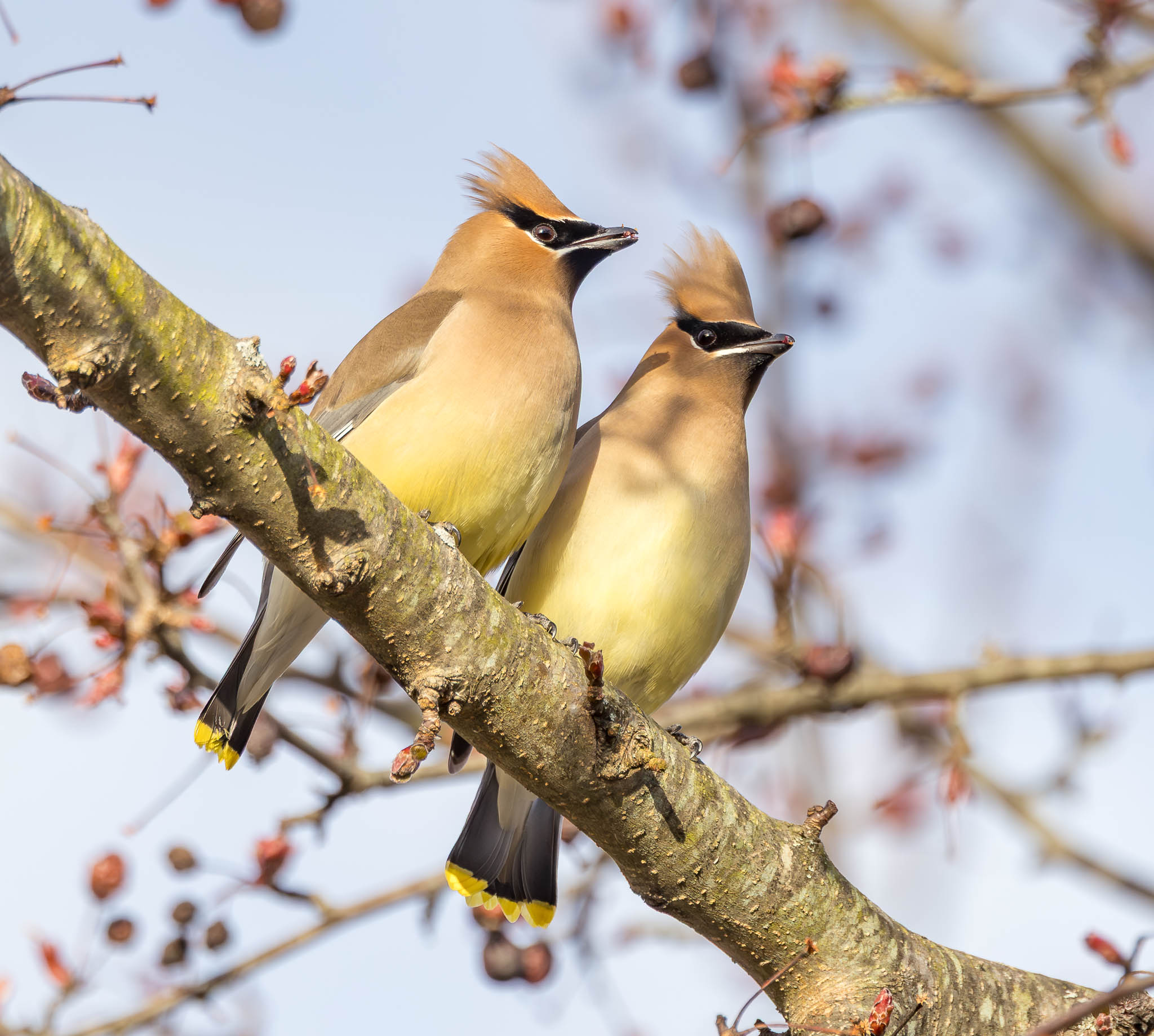Cedar Waxwings bonding