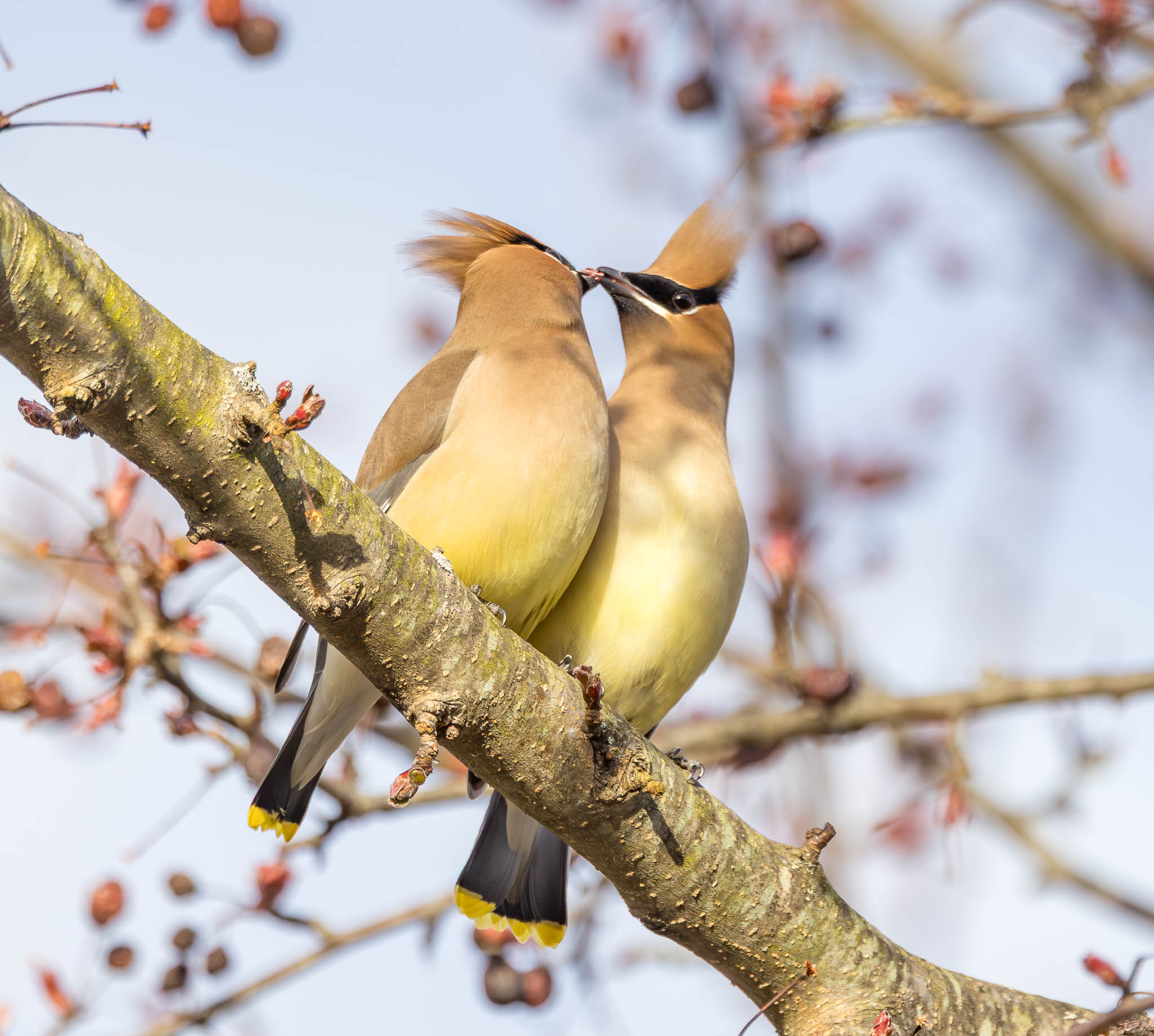 Cedar Waxwings connection