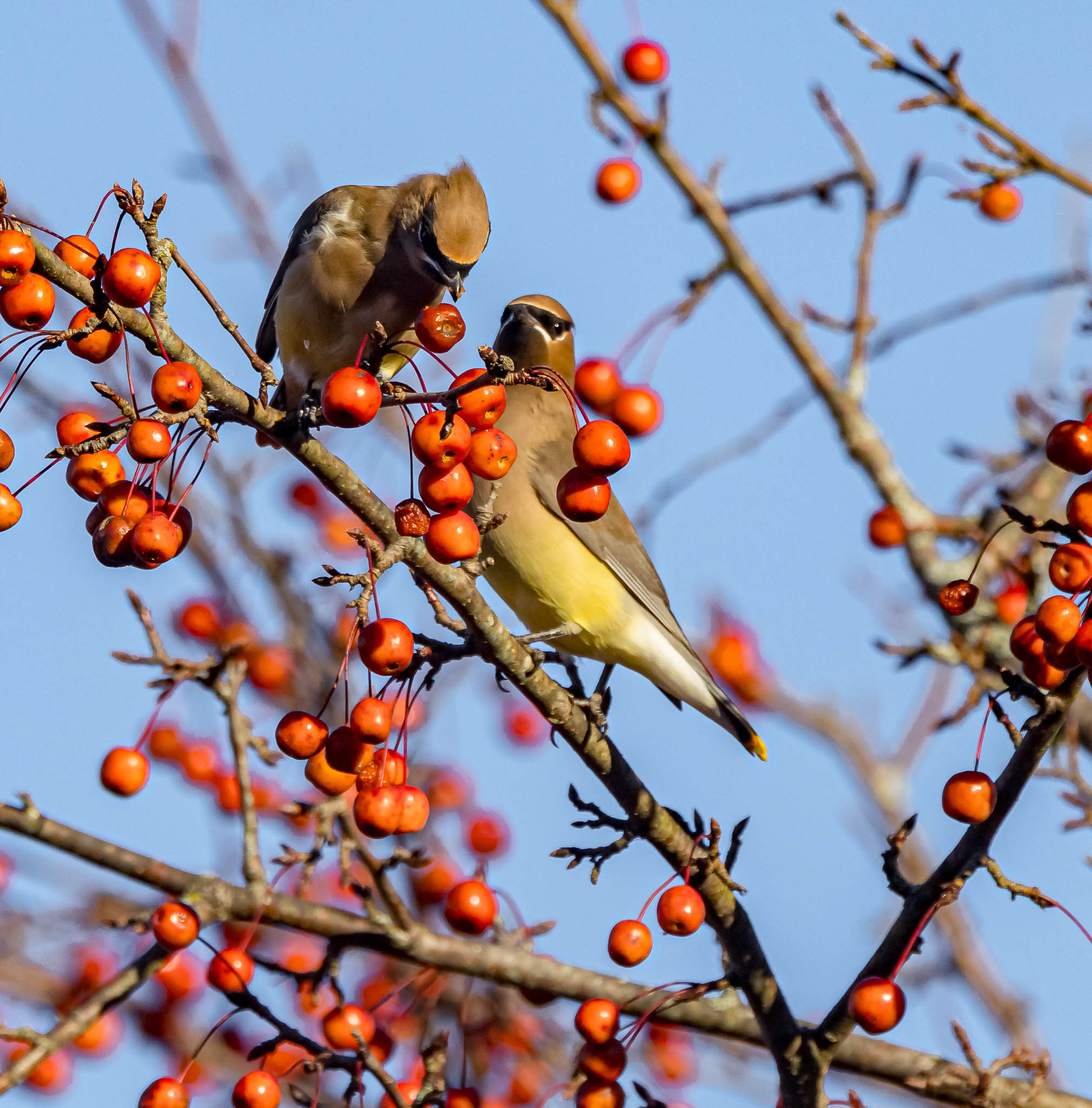 Cedar Waxwing Crab Apple Frenzy