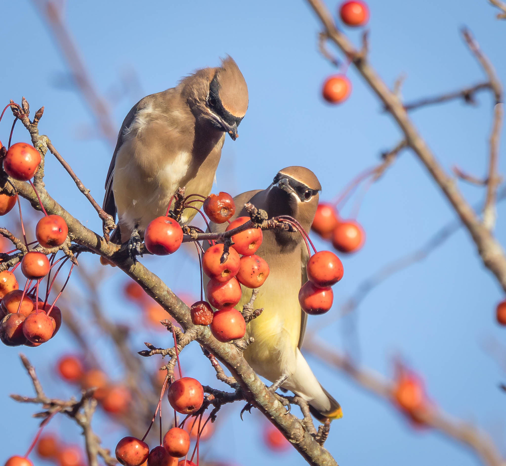 Cedar Waxwing swooping toward crab apple