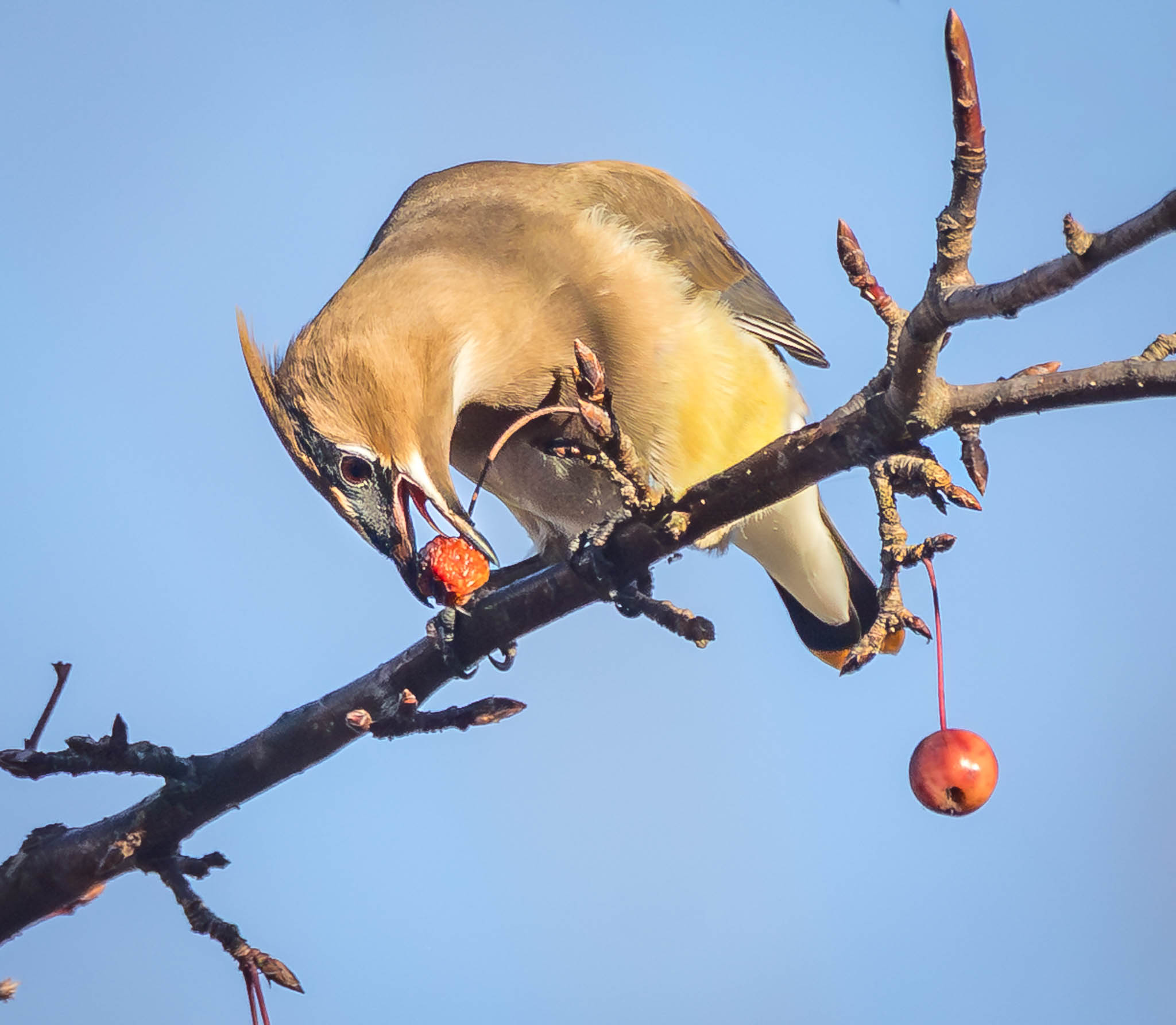 Cedar Waxwing approaching fruit